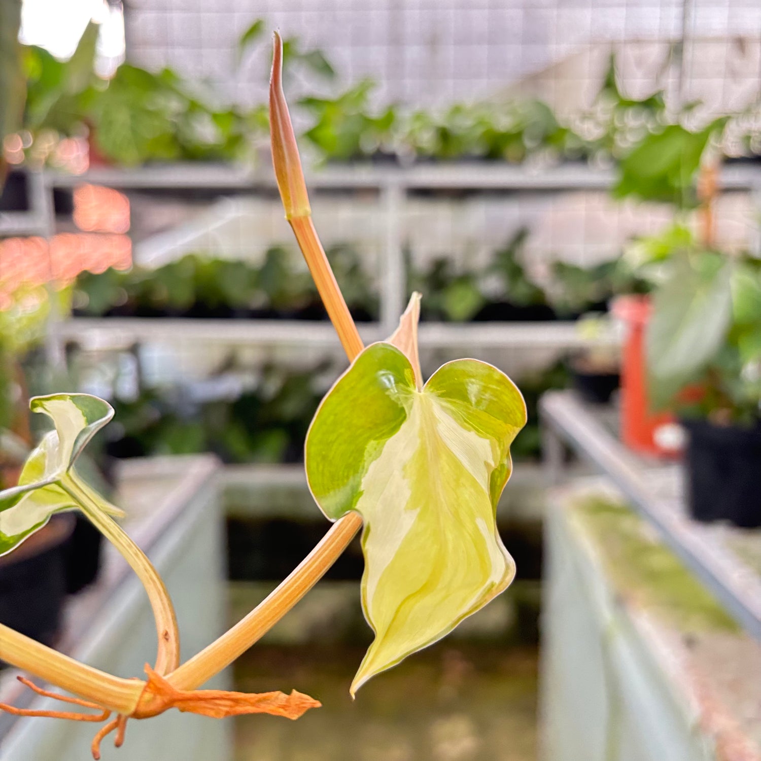 Philodendron Cream Splash (Realpict 7-10)