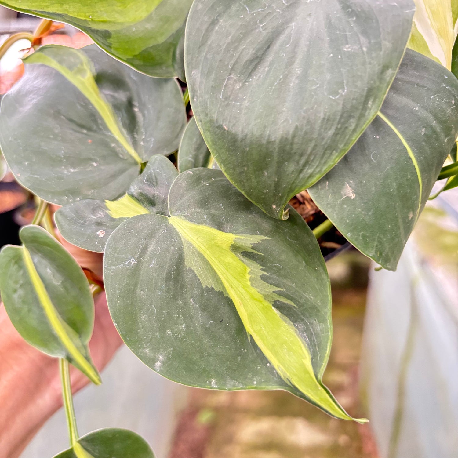 Philodendron Cream Splash (Realpict 7-10)