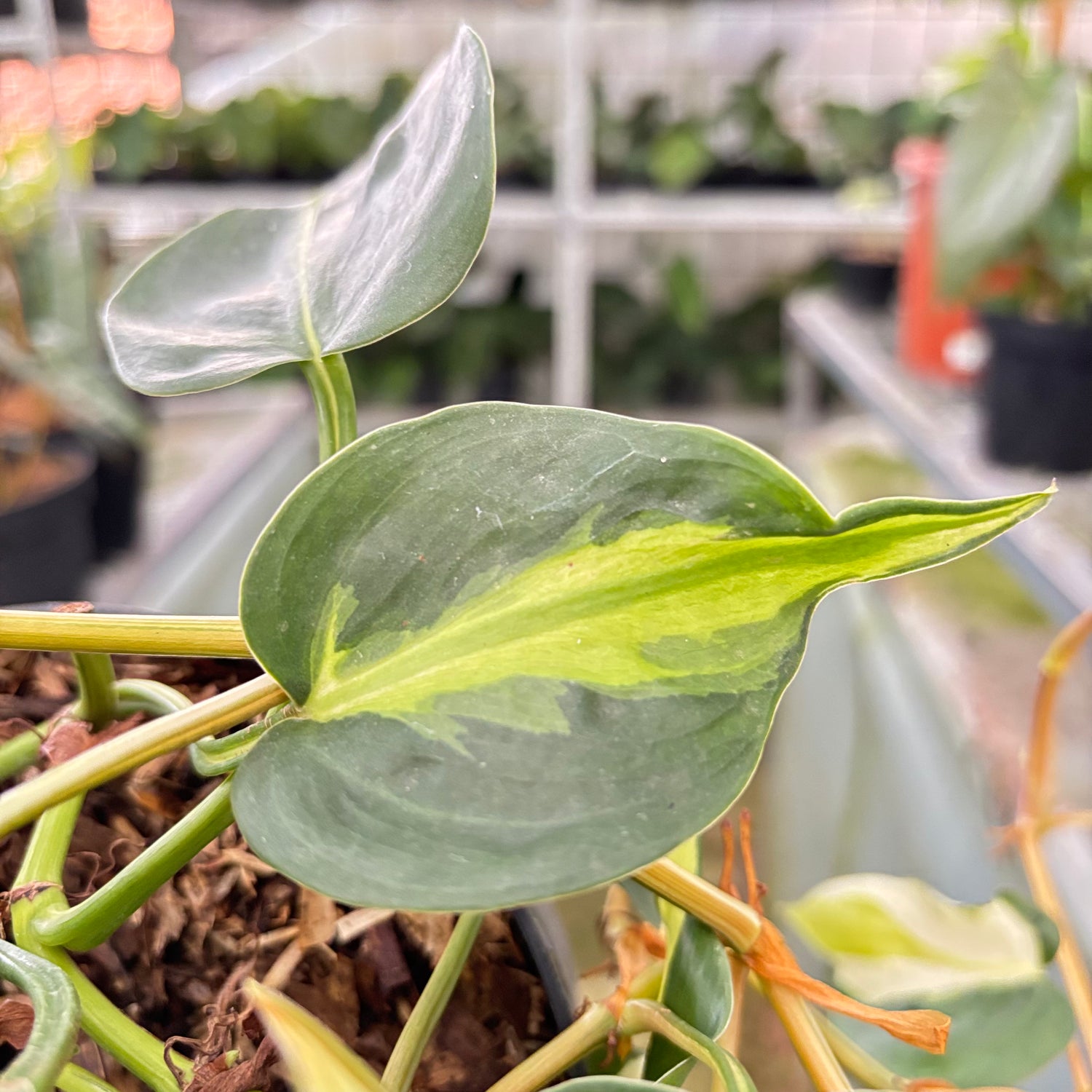 Philodendron Cream Splash (Realpict 7-10)
