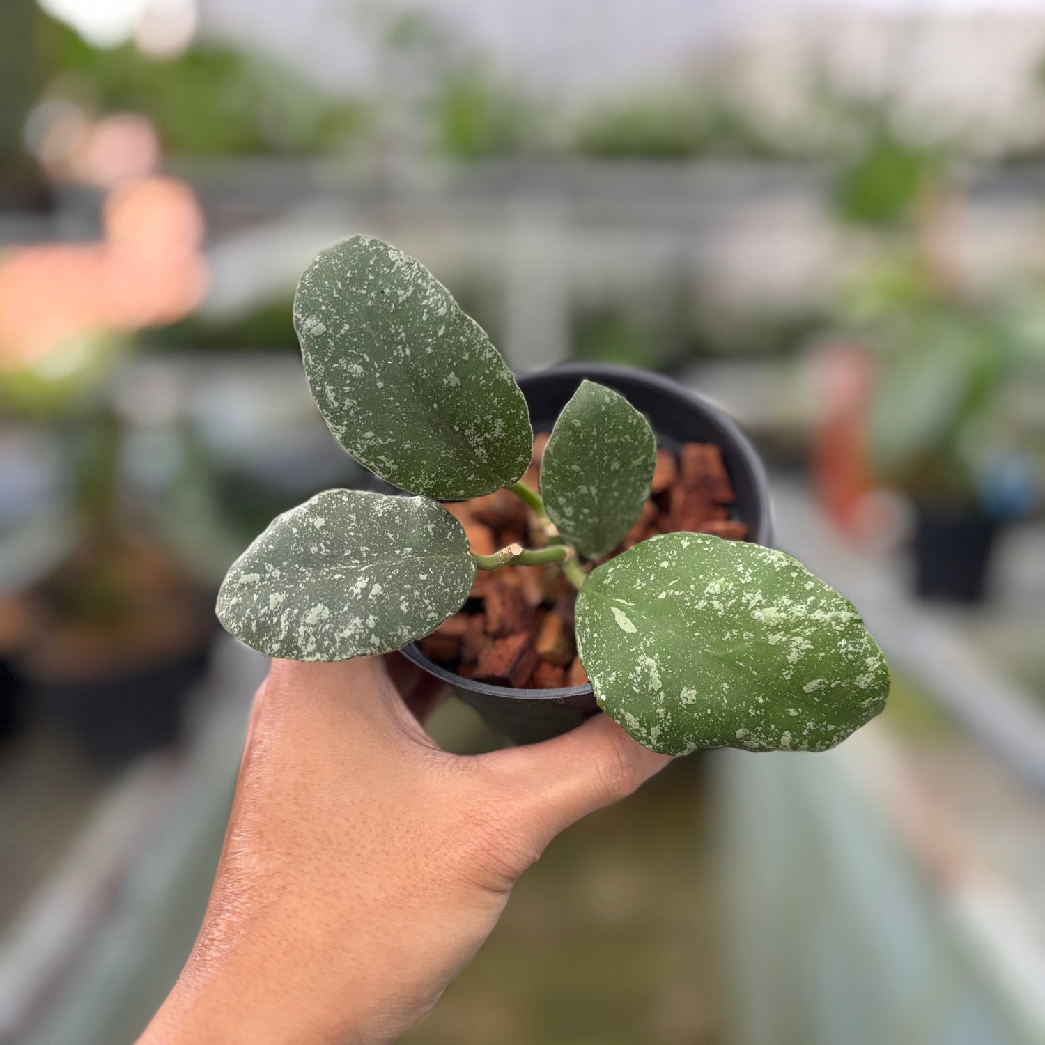 Hoya Waymaniae Splash (Realpict 8-10)