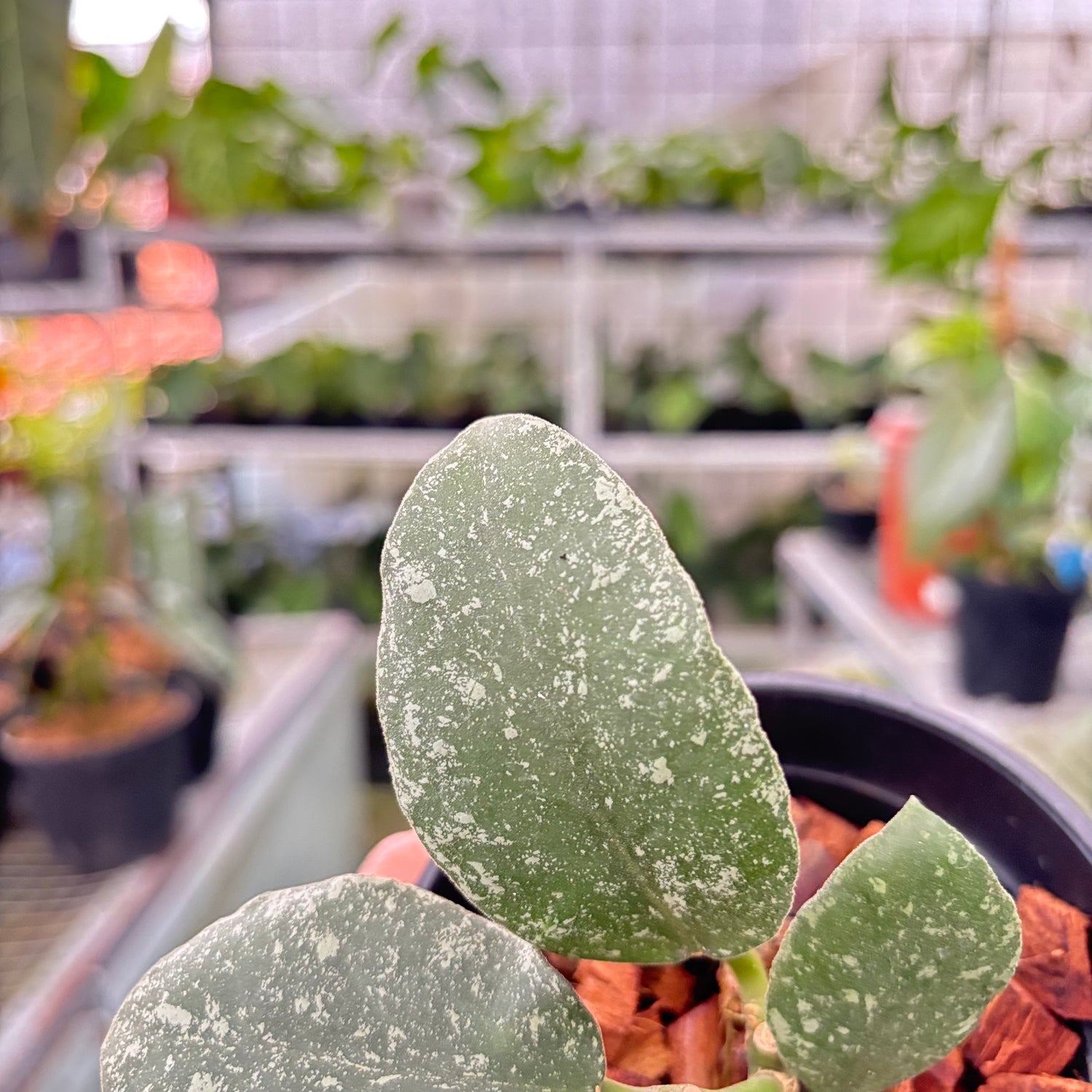 Hoya Waymaniae Splash (Realpict 8-10)