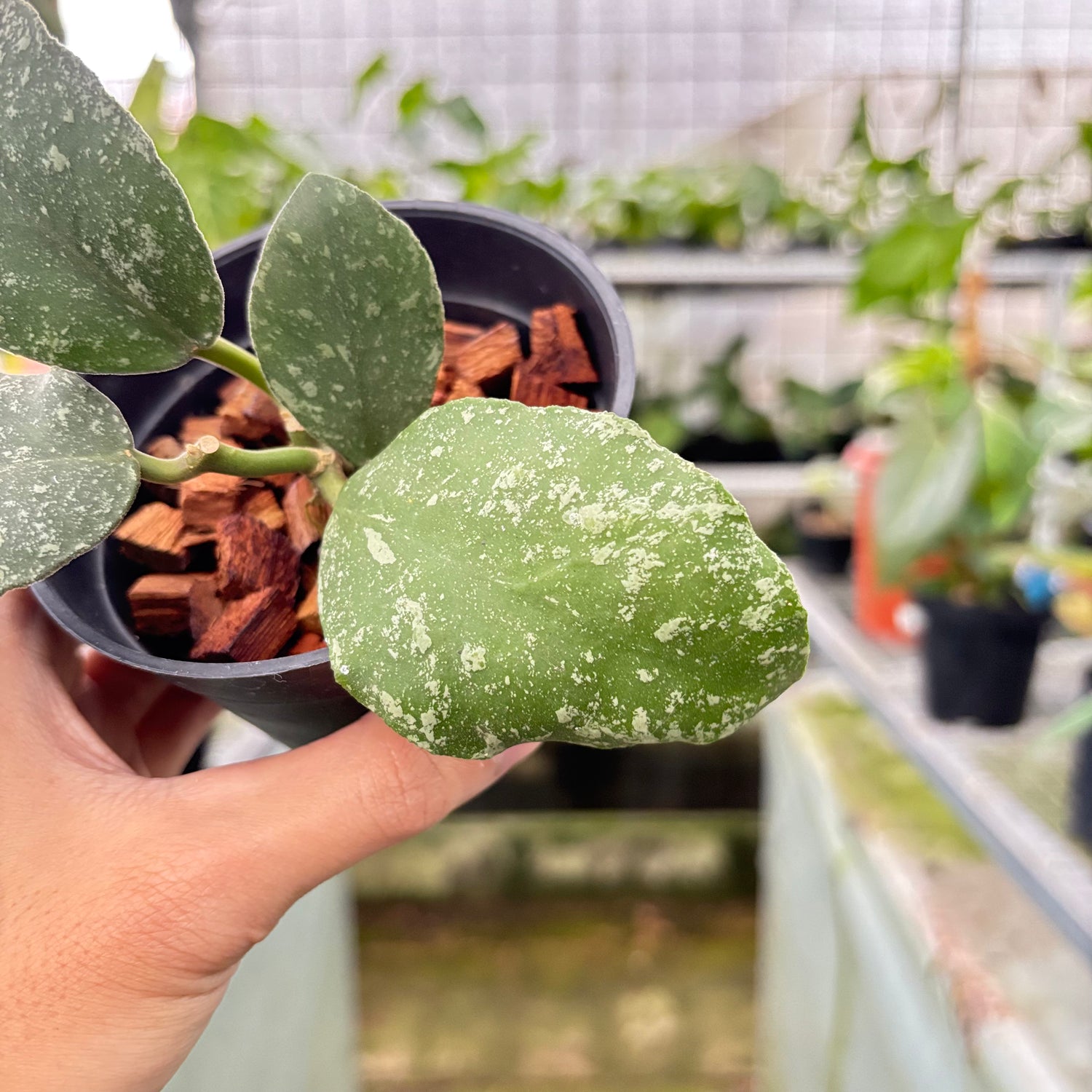 Hoya Waymaniae Splash (Realpict 8-10)