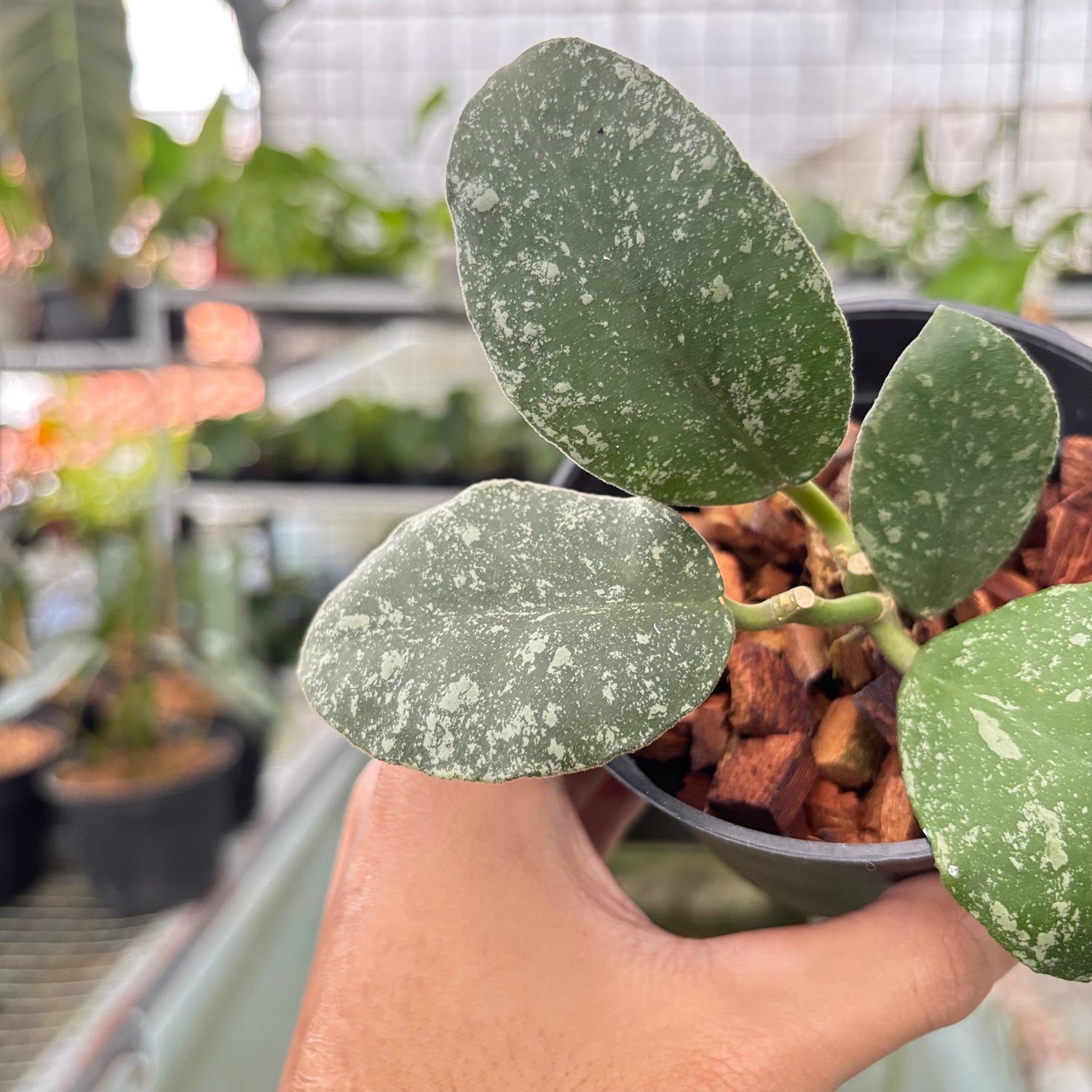 Hoya Waymaniae Splash (Realpict 8-10)