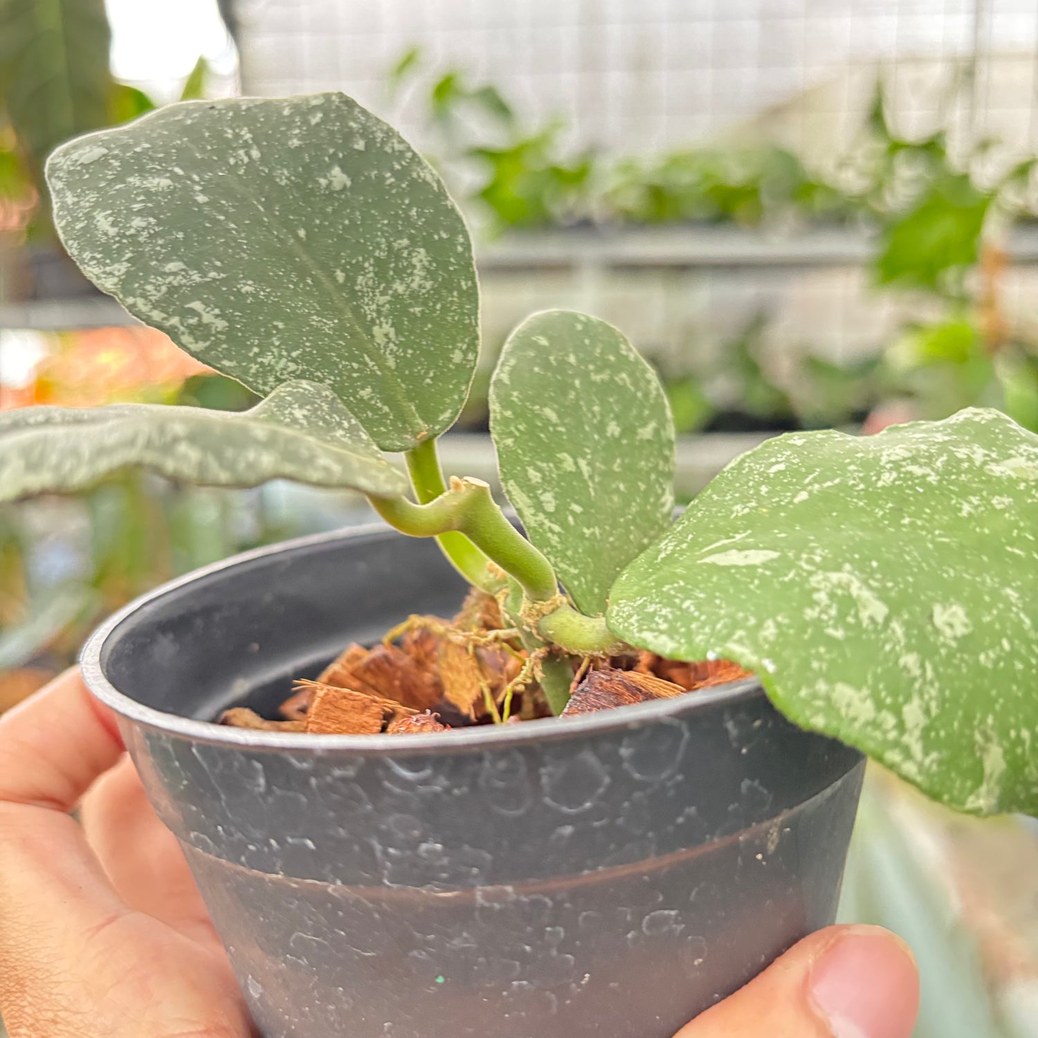 Hoya Waymaniae Splash (Realpict 8-10)