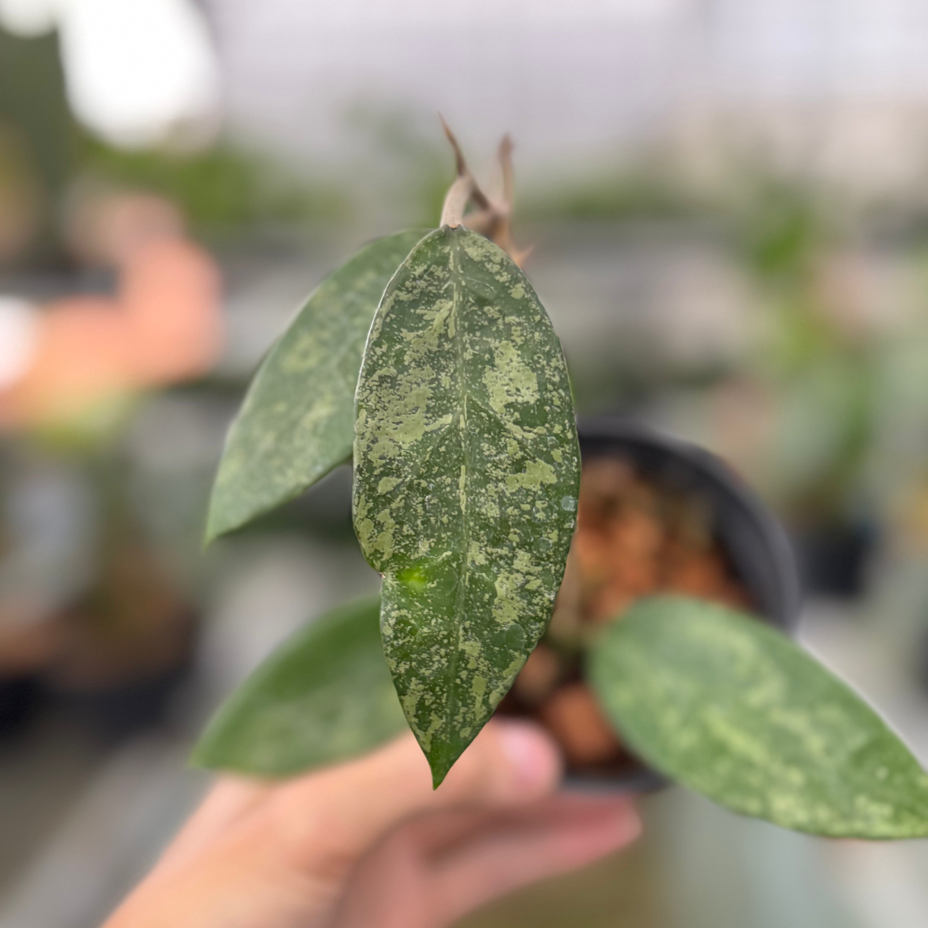 Hoya Verticillata High Splash (Realpict 9-10)