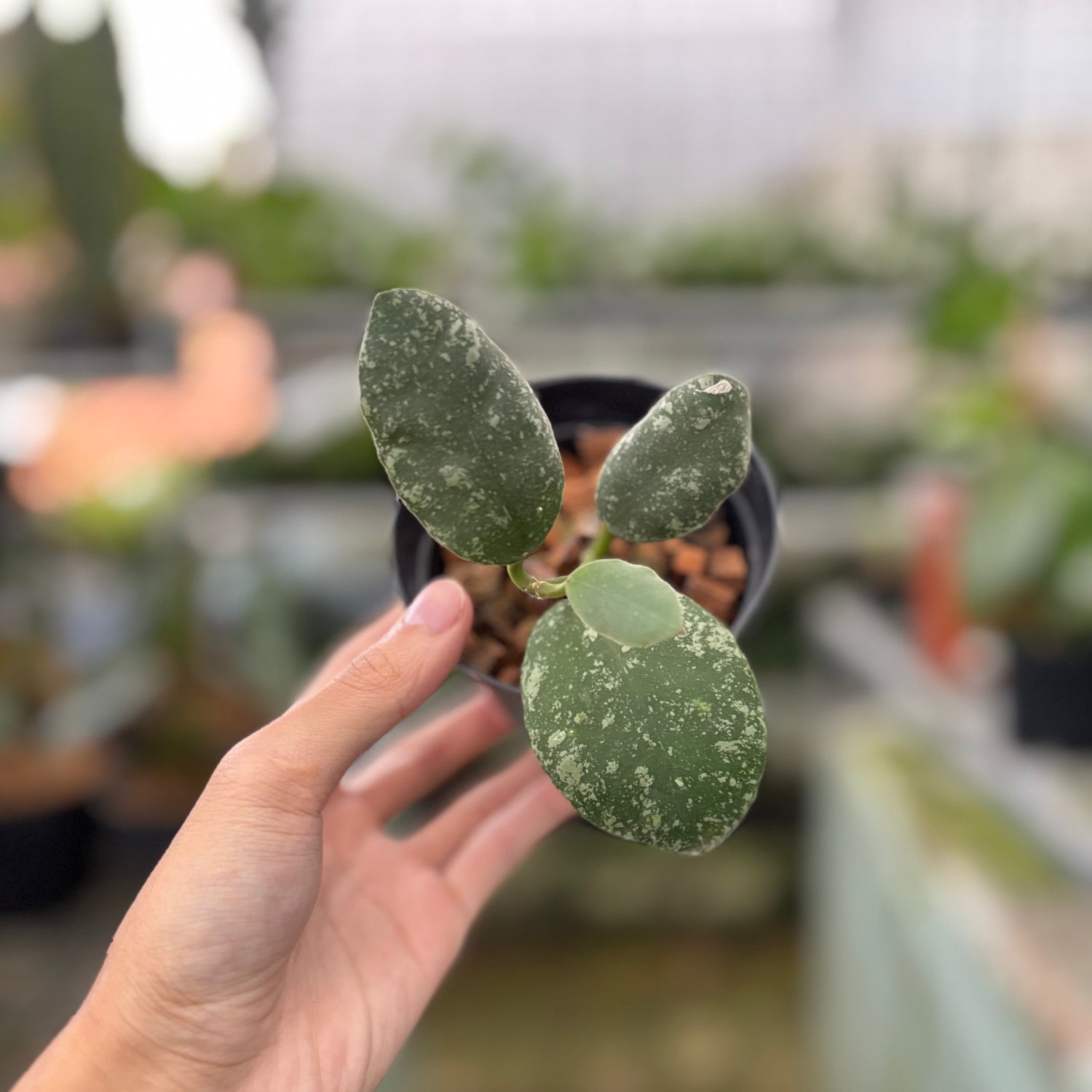 Hoya Waymaniae Splash (Realpict 10-10)