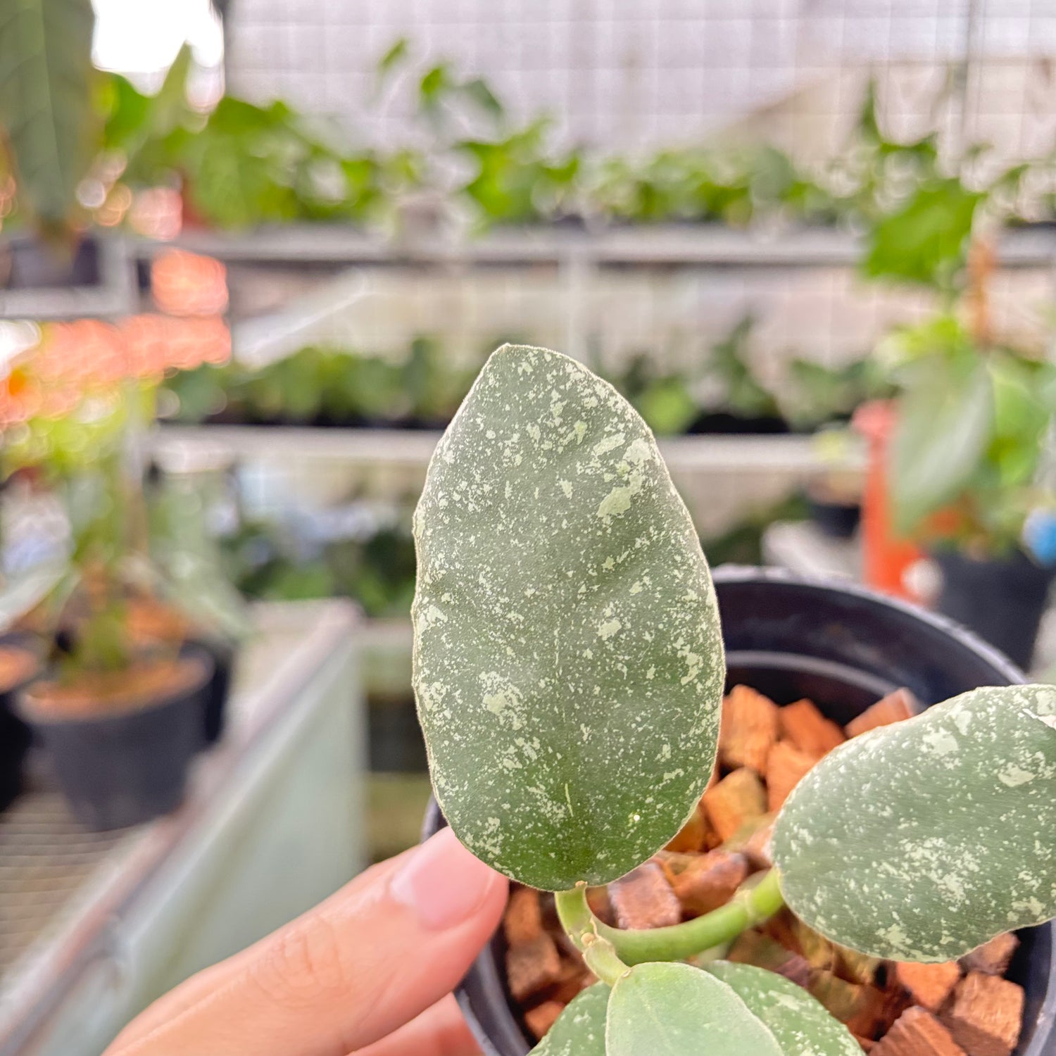 Hoya Waymaniae Splash (Realpict 10-10)