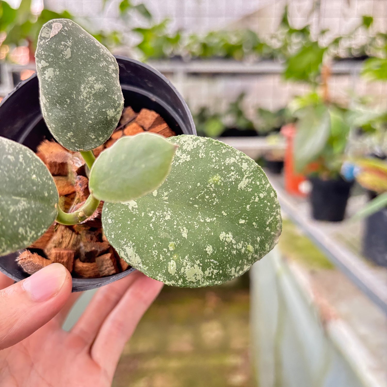 Hoya Waymaniae Splash (Realpict 10-10)