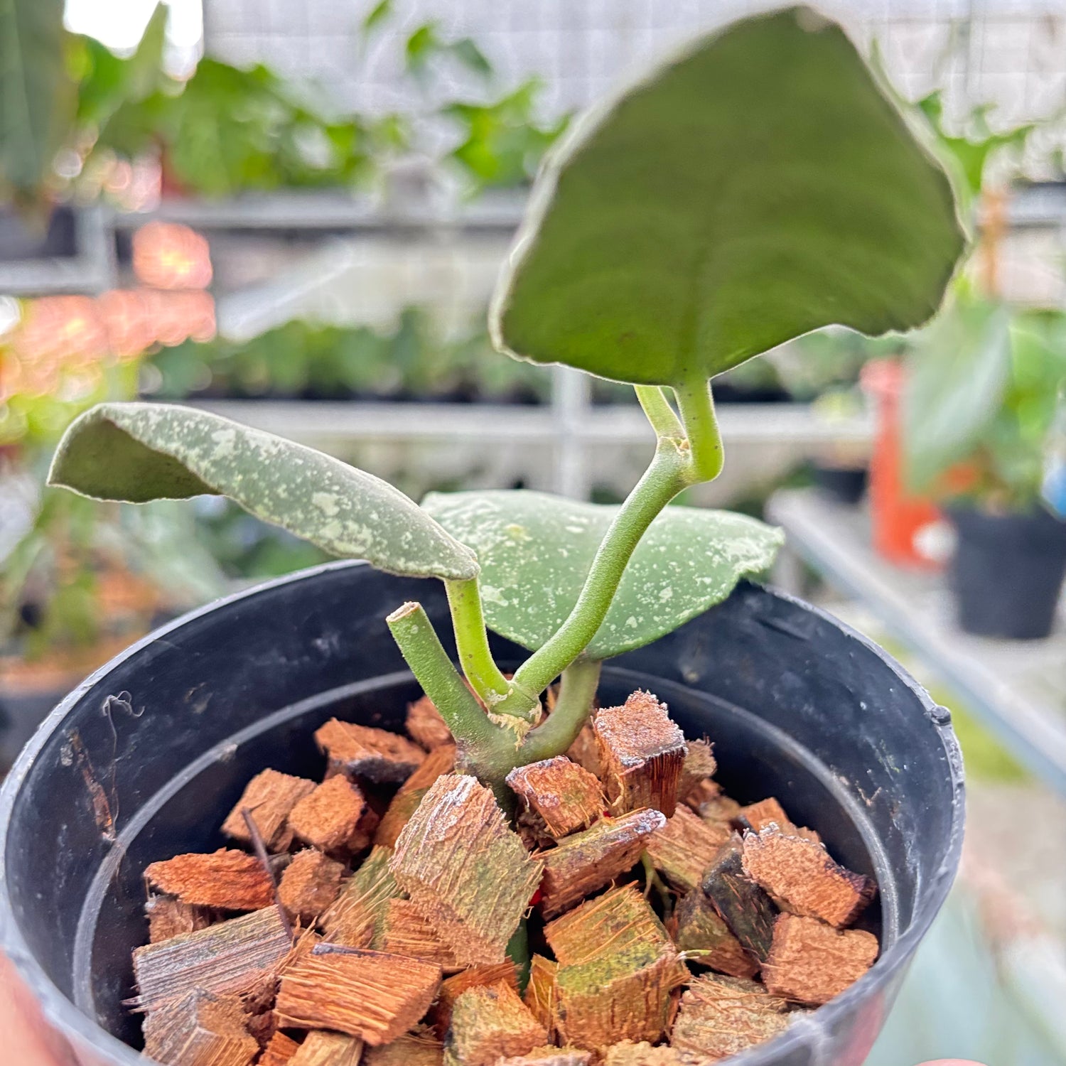 Hoya Waymaniae Splash (Realpict 10-10)