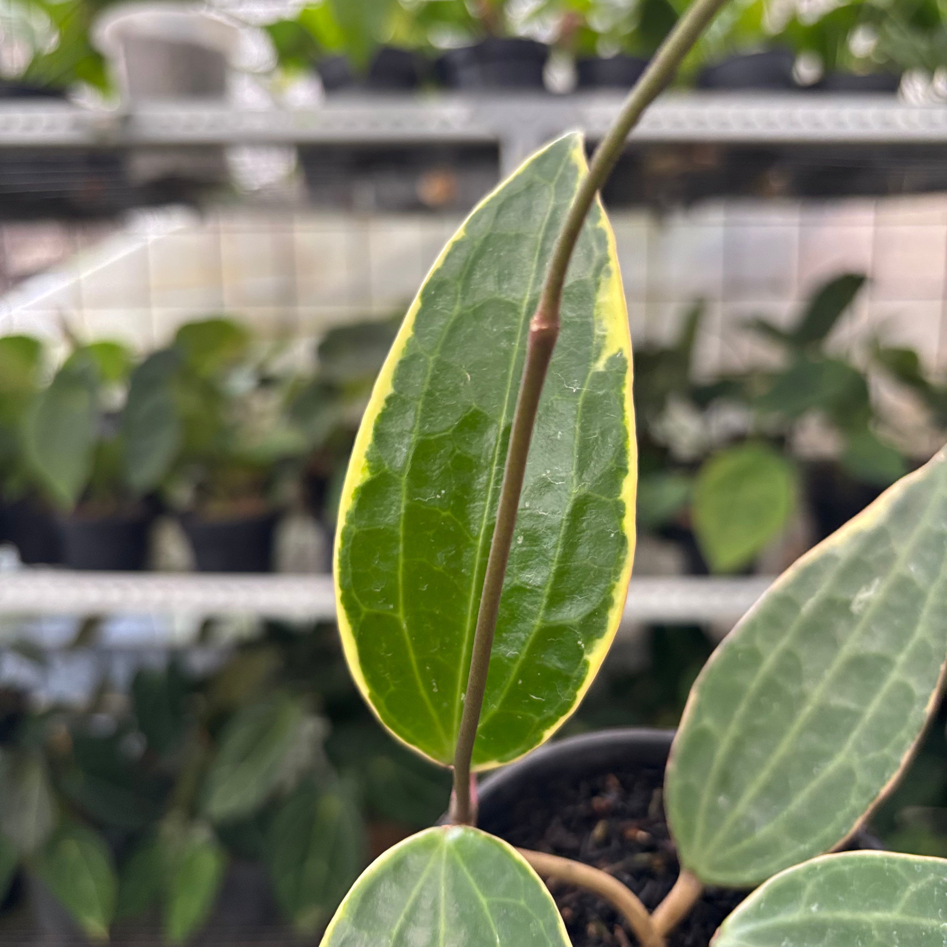 Hoya Macrophylla Variegated (Realpict 11-10)