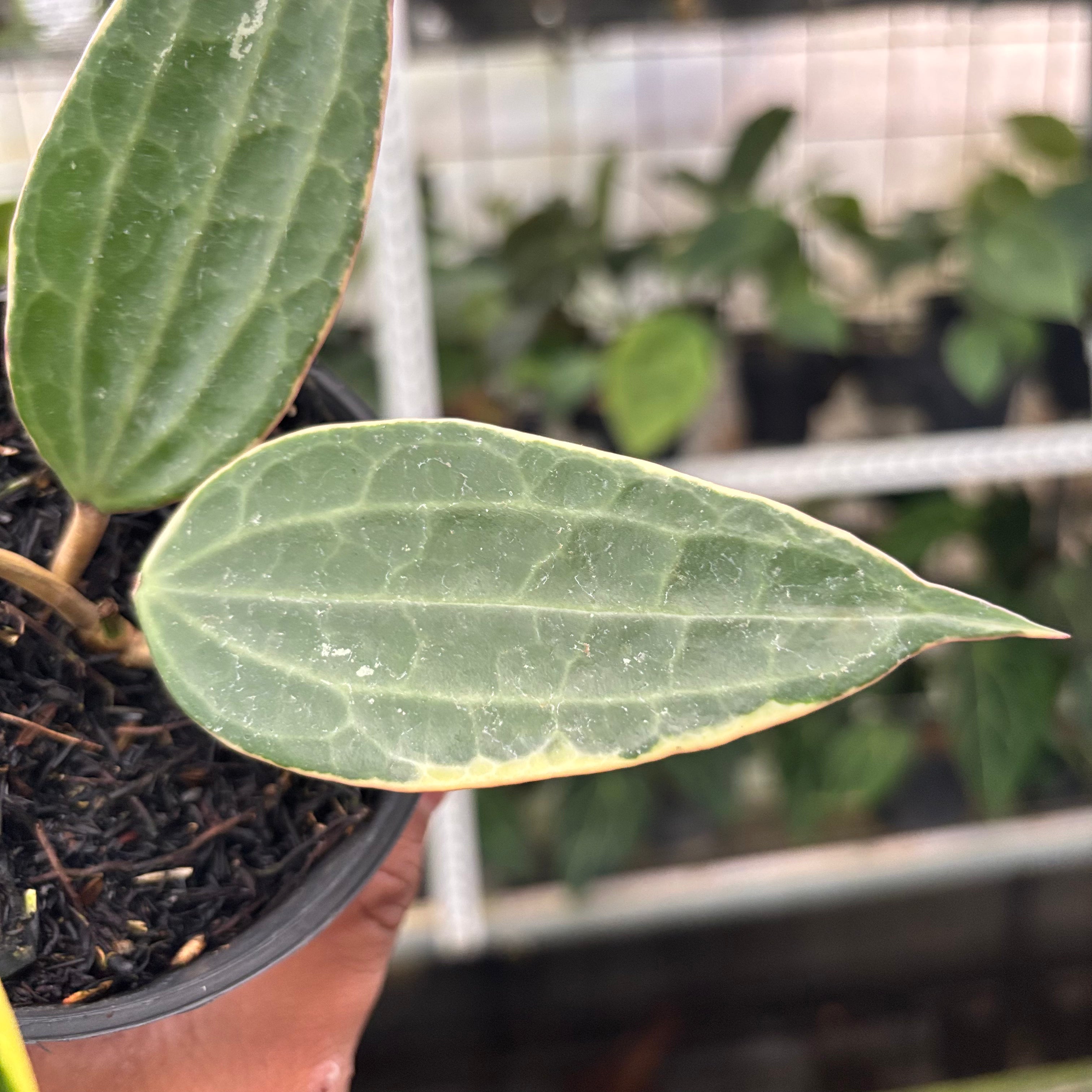 Hoya Macrophylla Variegated (Realpict 11-10)