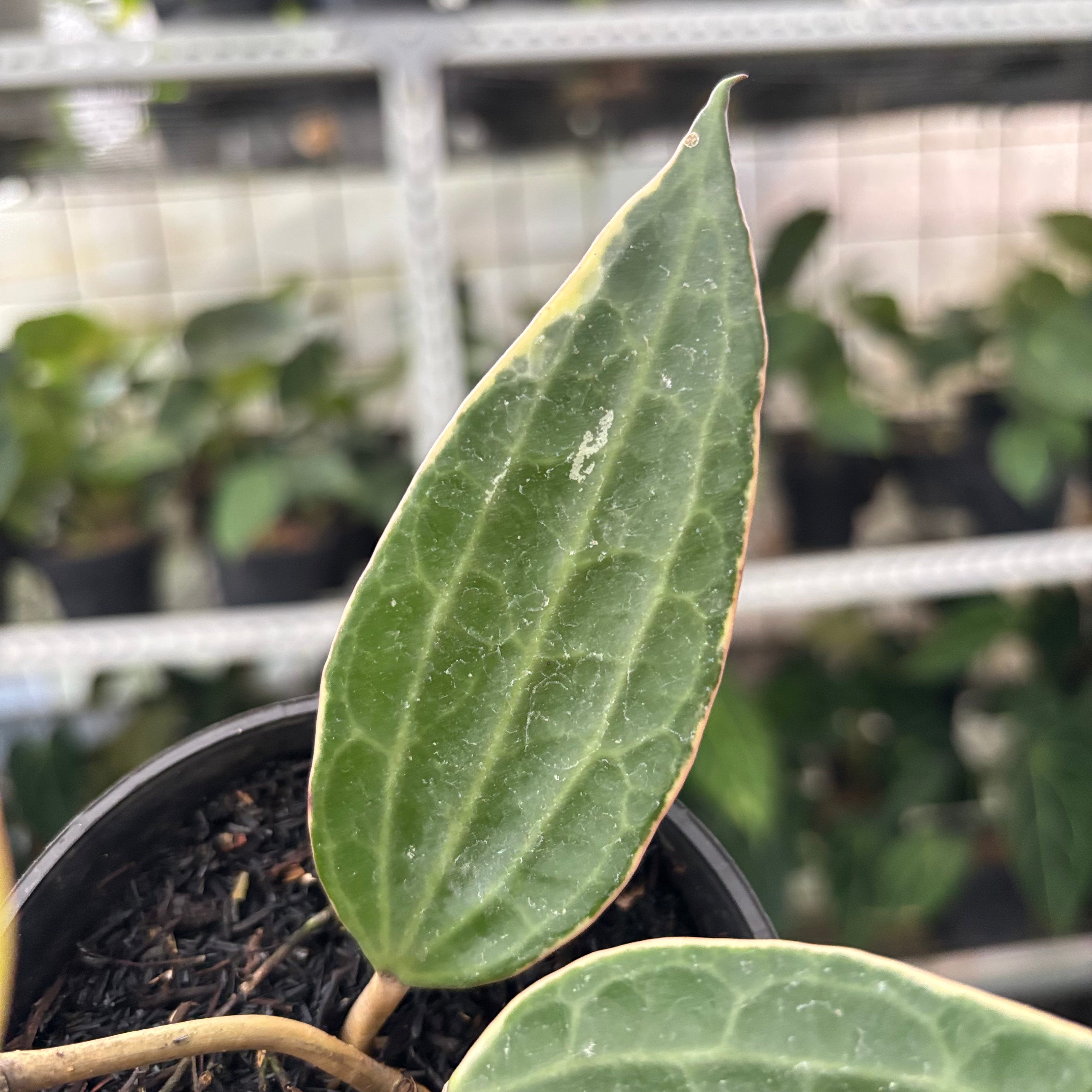 Hoya Macrophylla Variegated (Realpict 11-10)