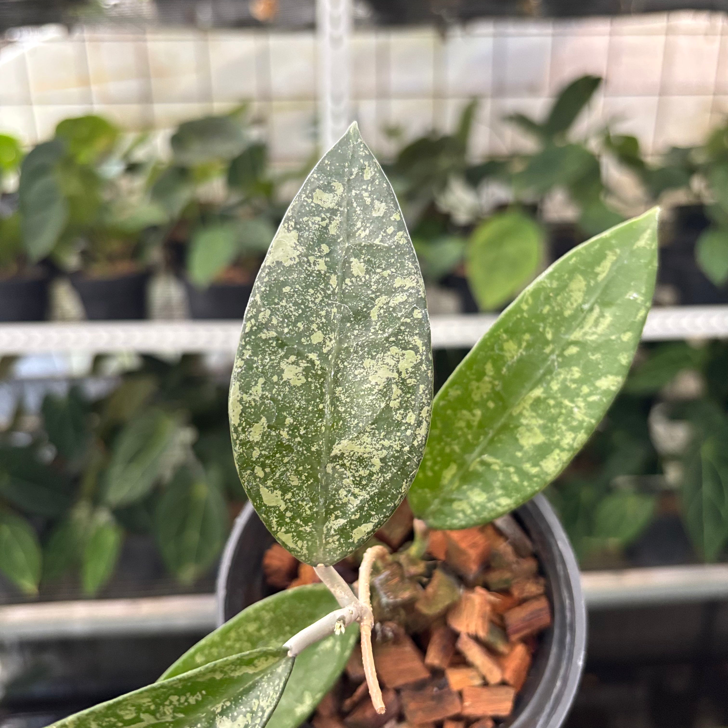 Hoya Verticillata High Splash (Realpict 12-10)