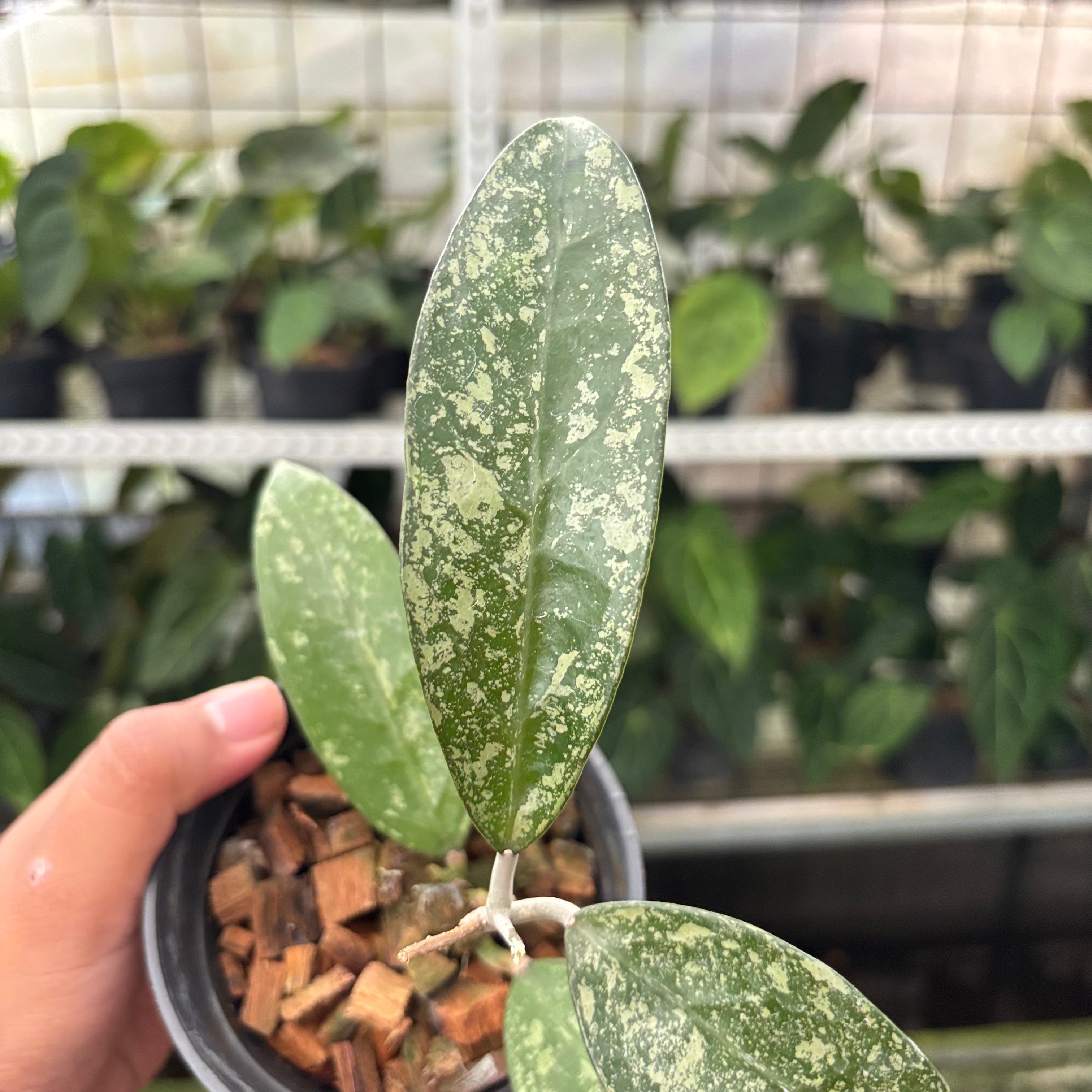 Hoya Verticillata High Splash (Realpict 12-10)