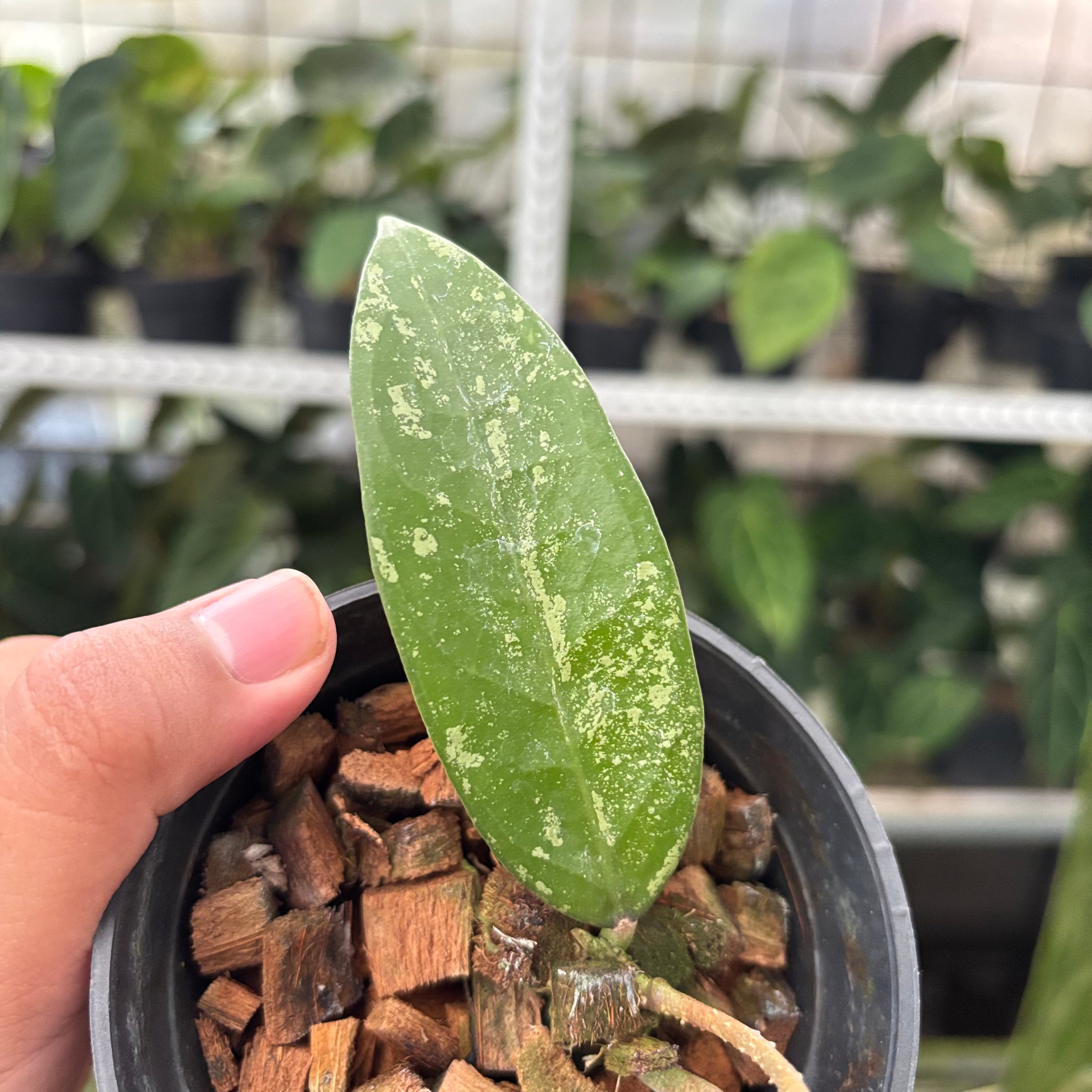Hoya Verticillata High Splash (Realpict 12-10)