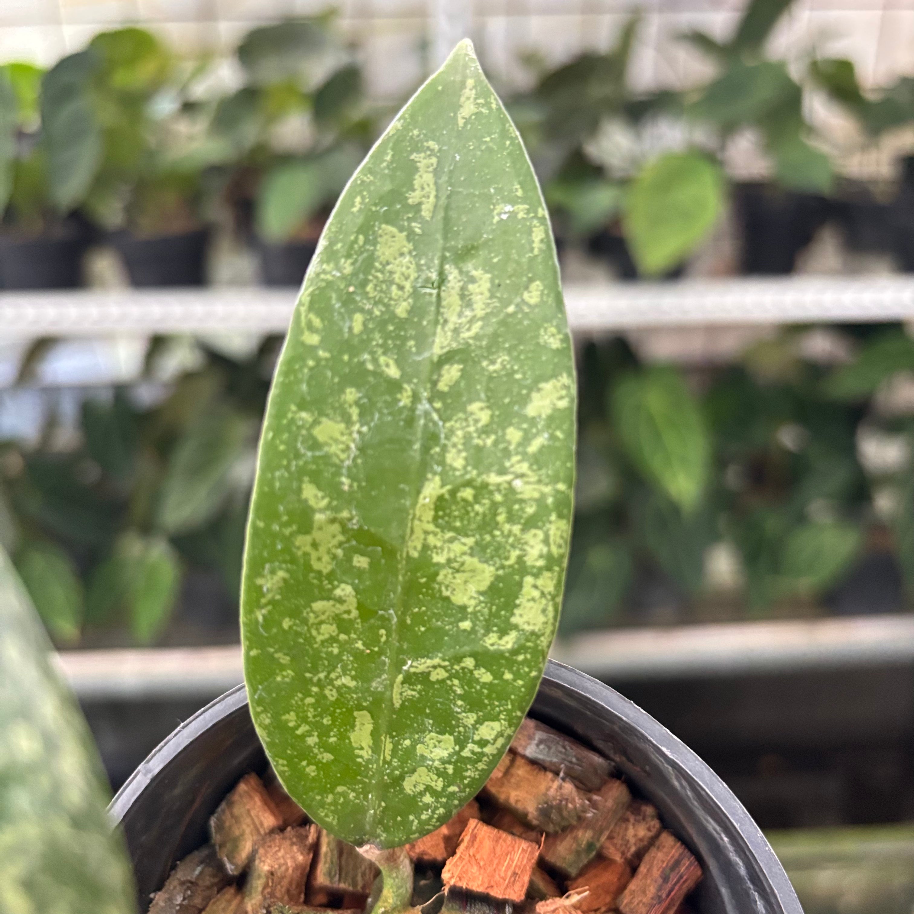 Hoya Verticillata High Splash (Realpict 12-10)