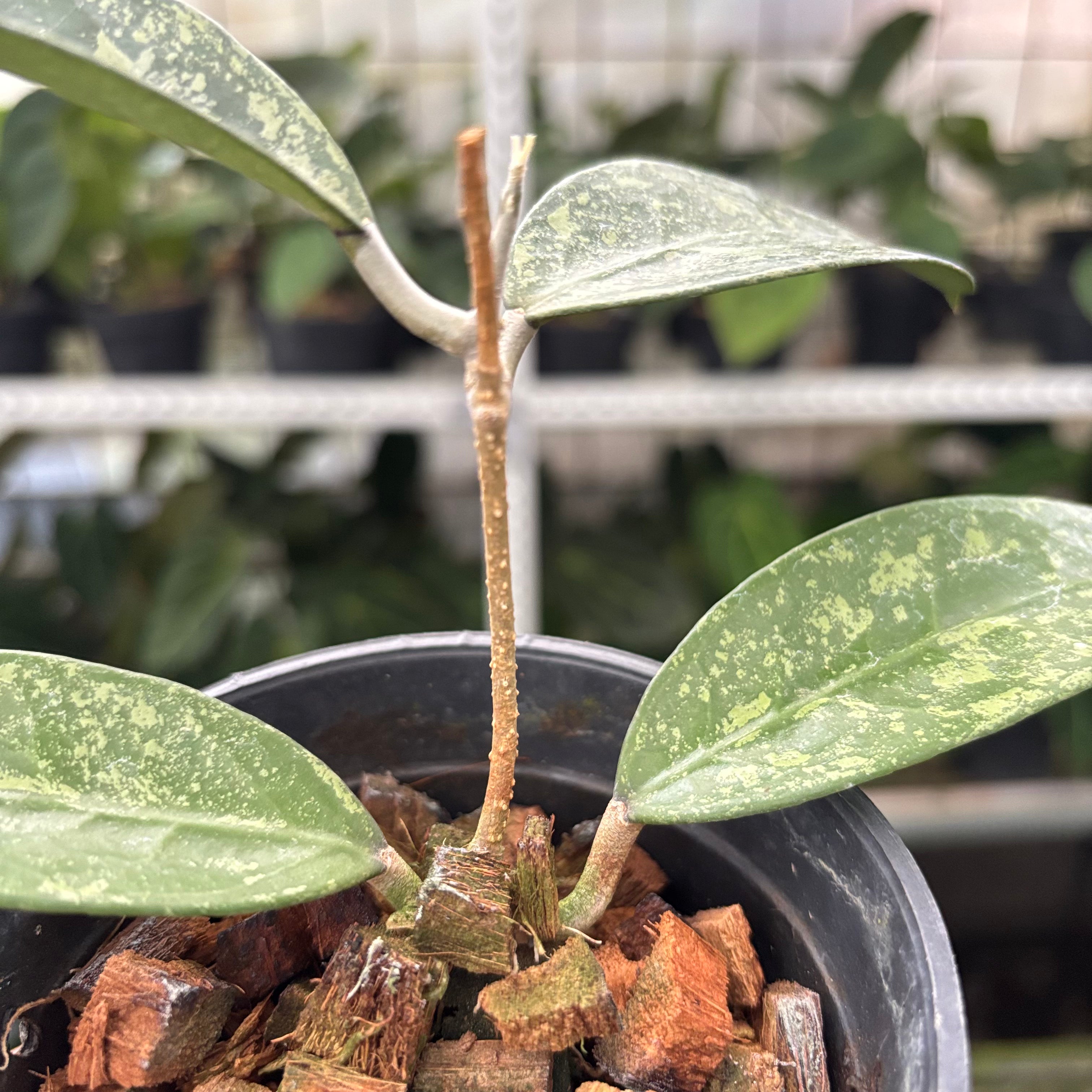 Hoya Verticillata High Splash (Realpict 12-10)