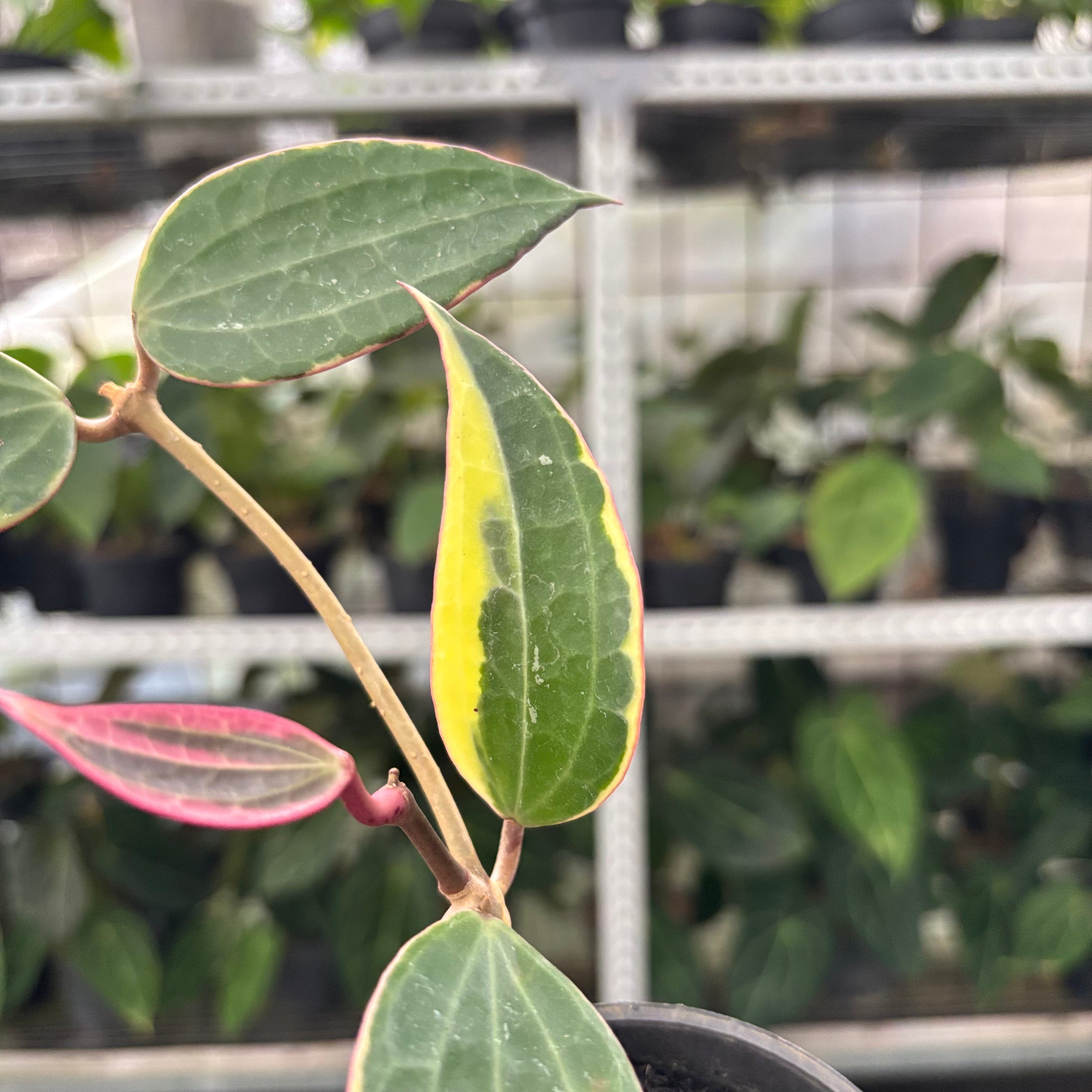 Hoya Macrophylla Variegated (Realpict 13-10)