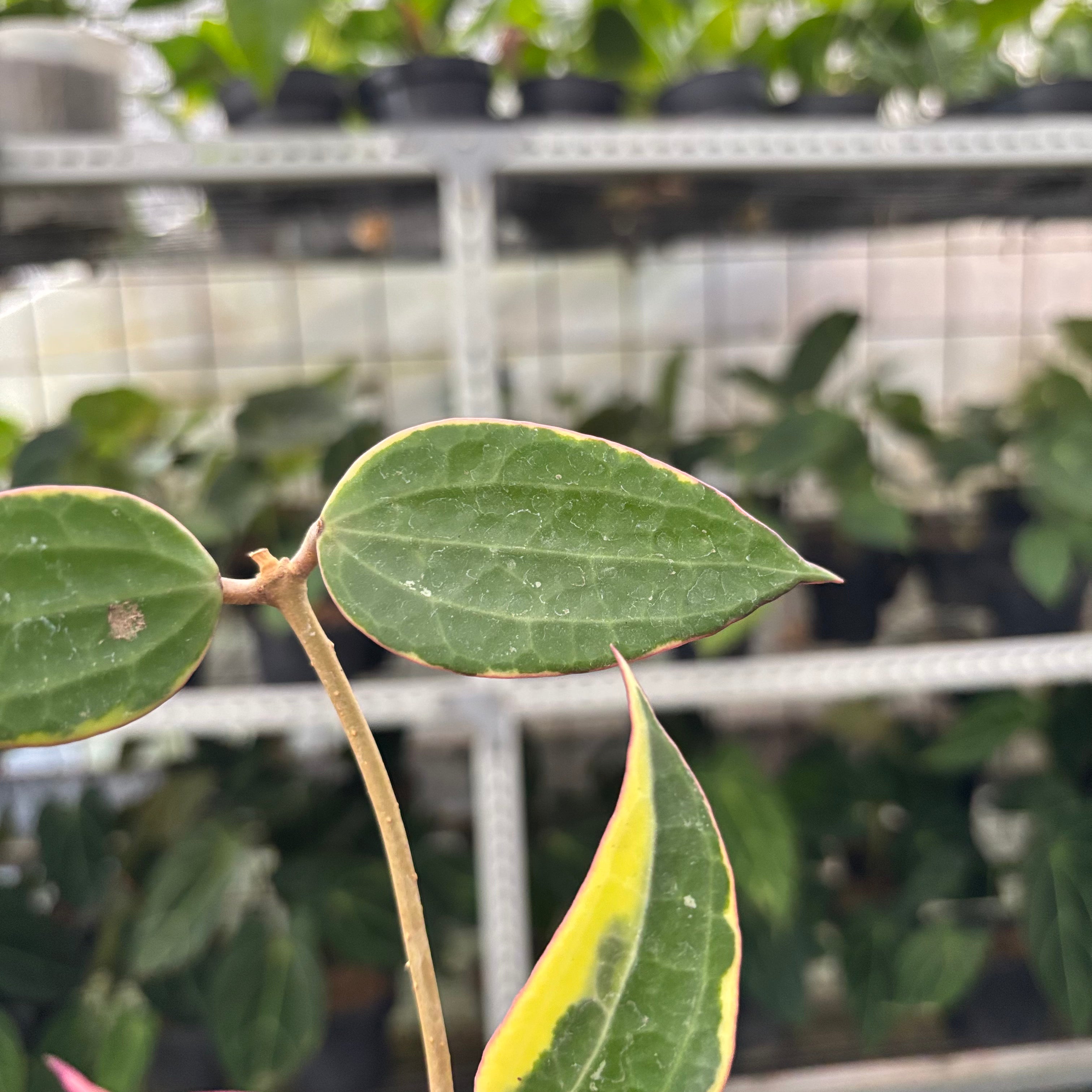 Hoya Macrophylla Variegated (Realpict 13-10)