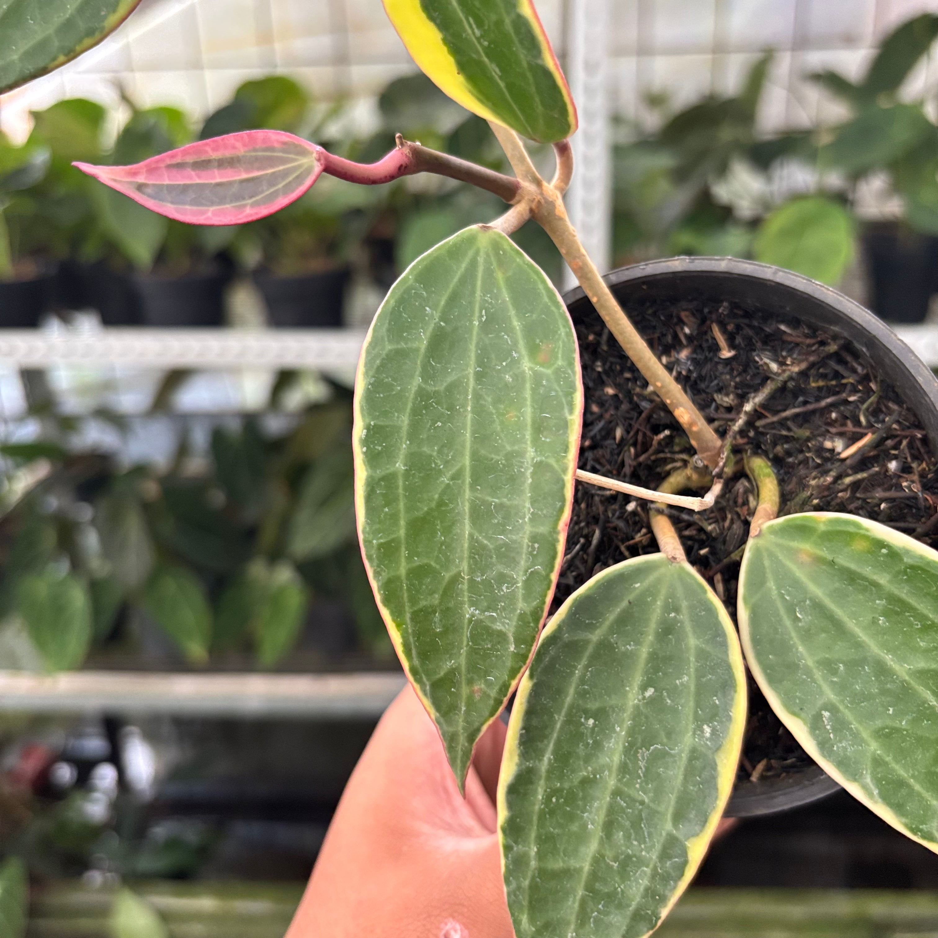 Hoya Macrophylla Variegated (Realpict 13-10)