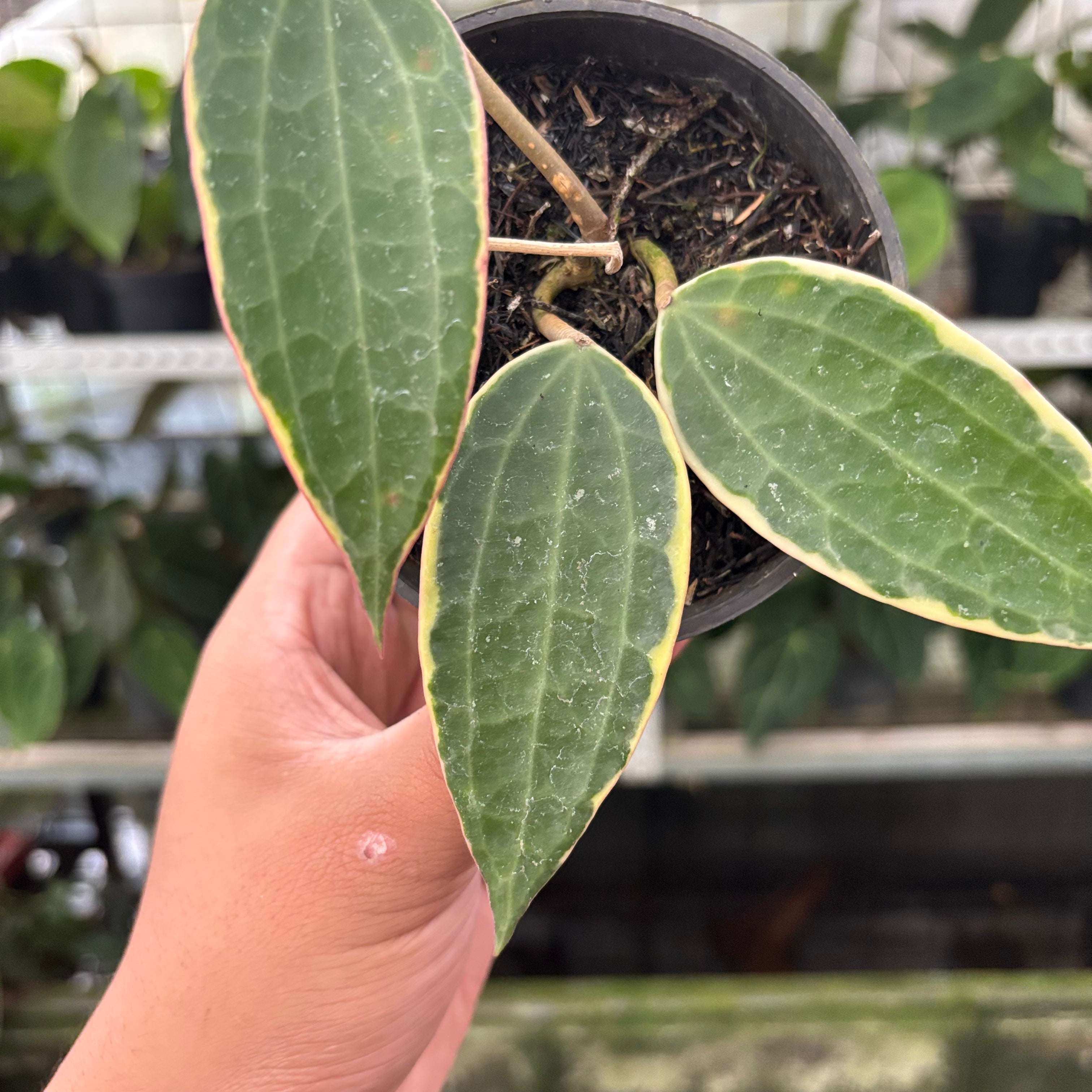 Hoya Macrophylla Variegated (Realpict 13-10)