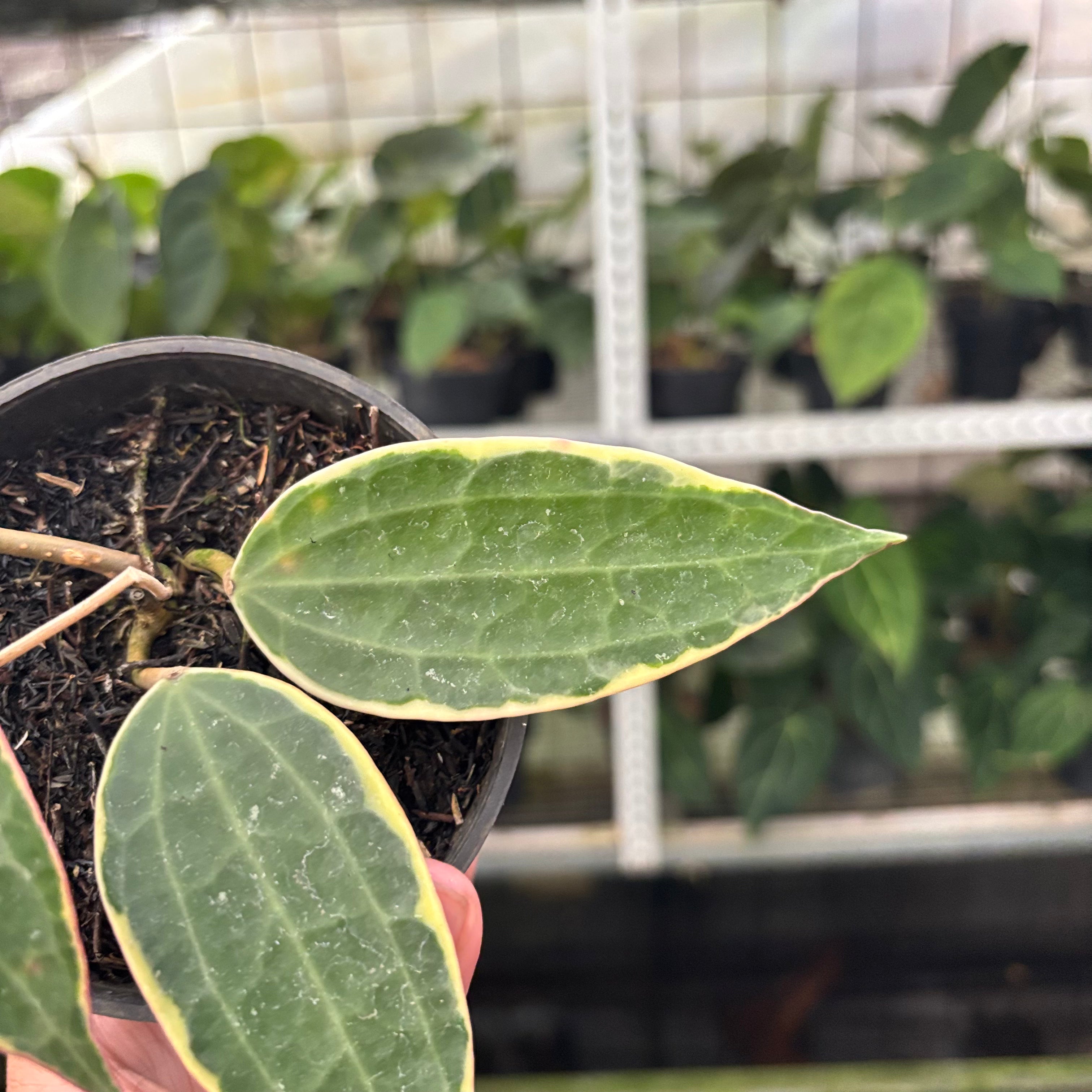 Hoya Macrophylla Variegated (Realpict 13-10)