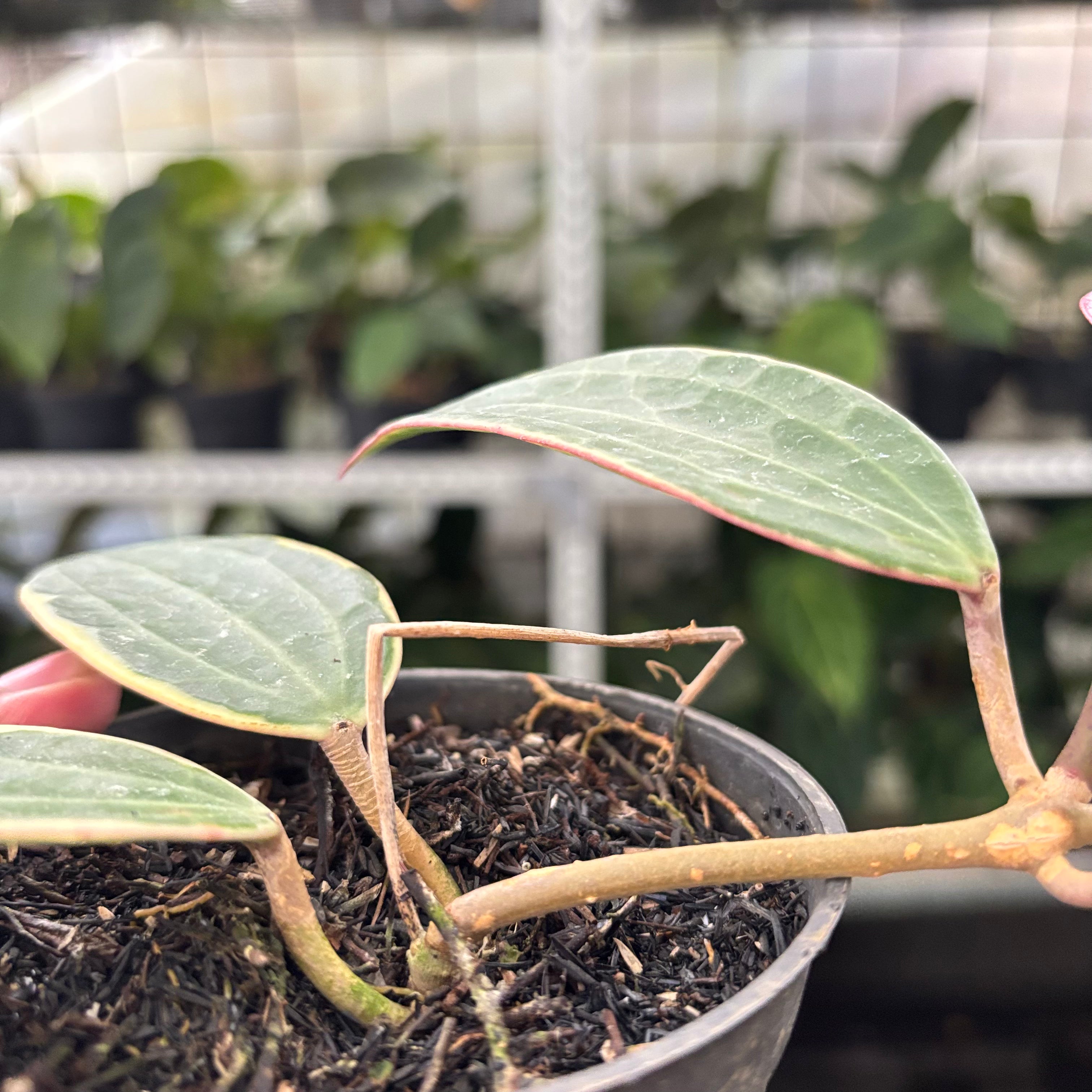 Hoya Macrophylla Variegated (Realpict 13-10)