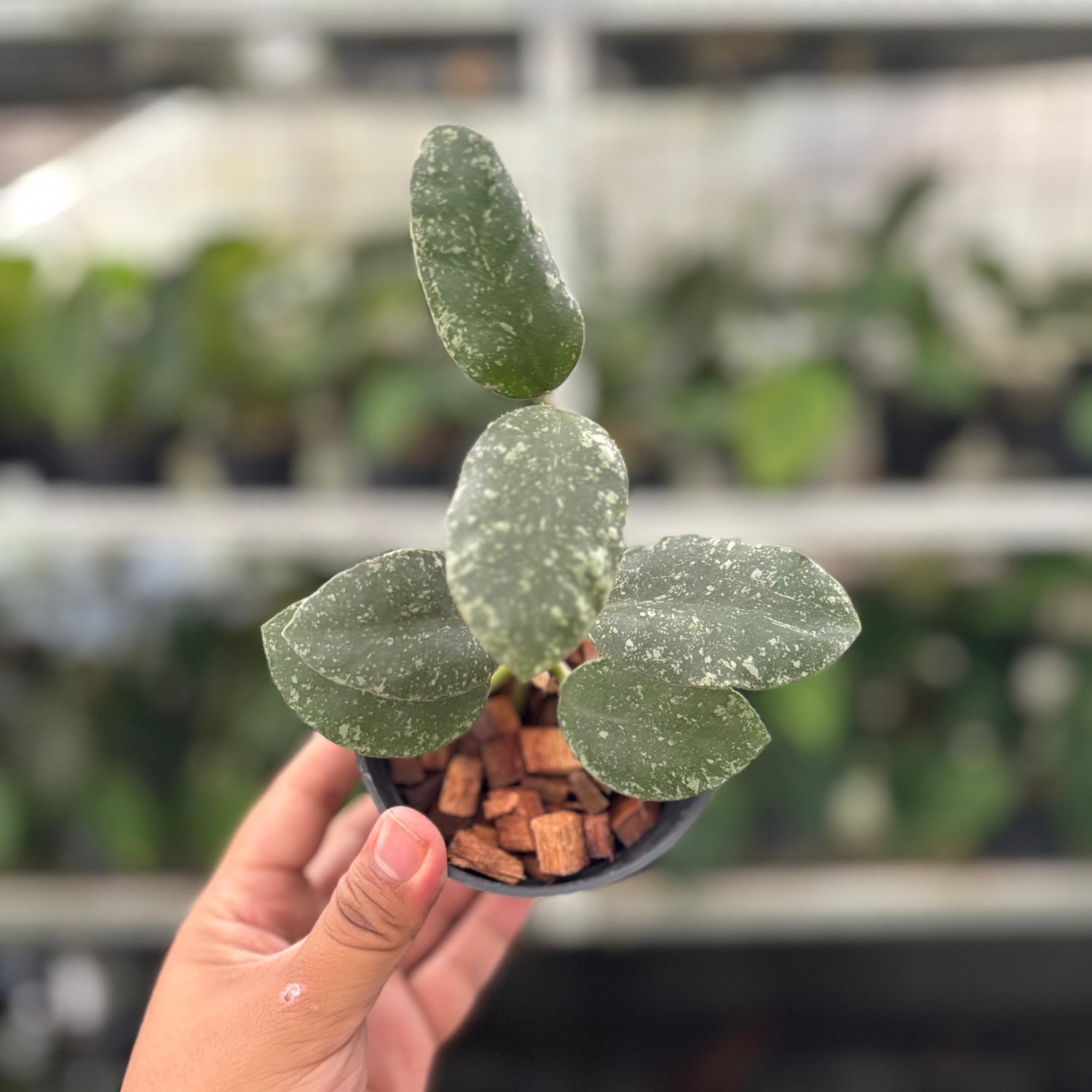 Hoya Waymaniae Splash (Realpict 14-10)