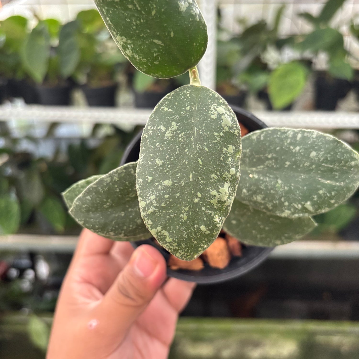 Hoya Waymaniae Splash (Realpict 14-10)