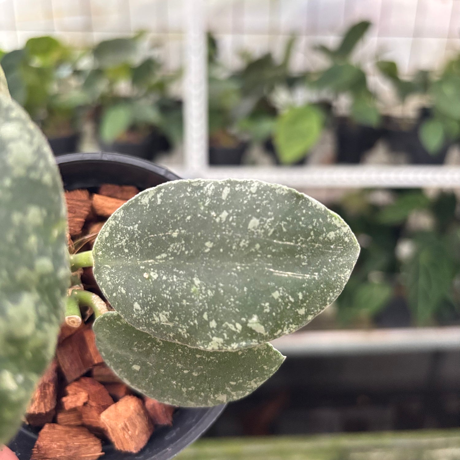 Hoya Waymaniae Splash (Realpict 14-10)