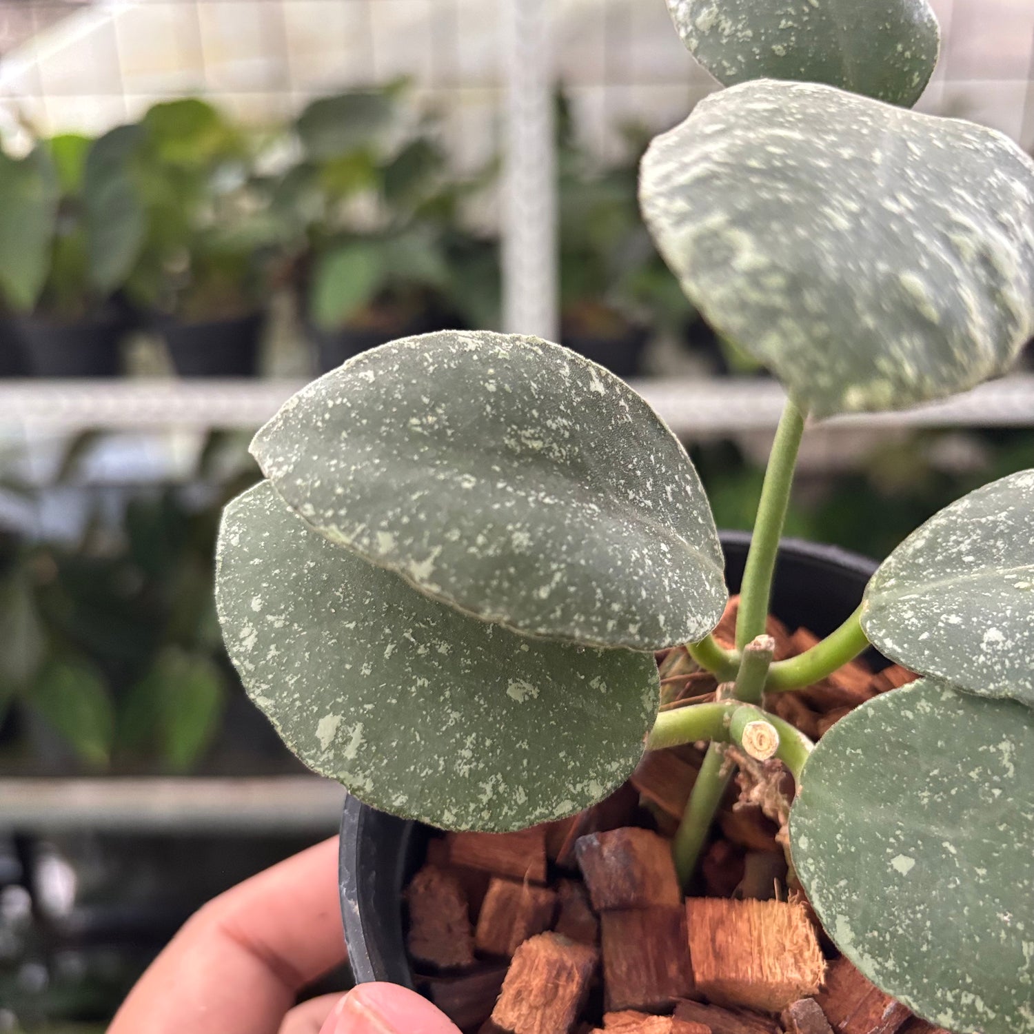 Hoya Waymaniae Splash (Realpict 14-10)