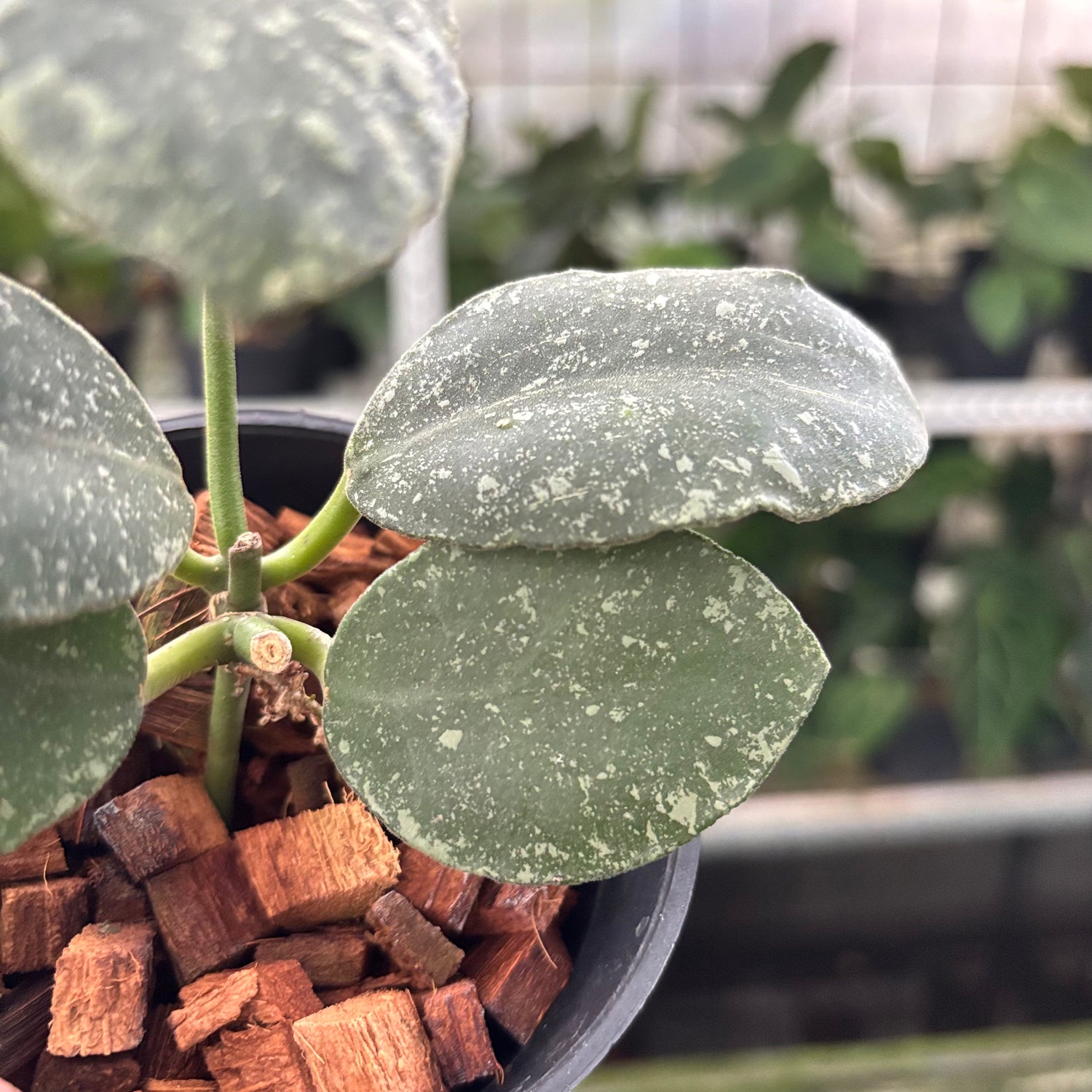 Hoya Waymaniae Splash (Realpict 14-10)