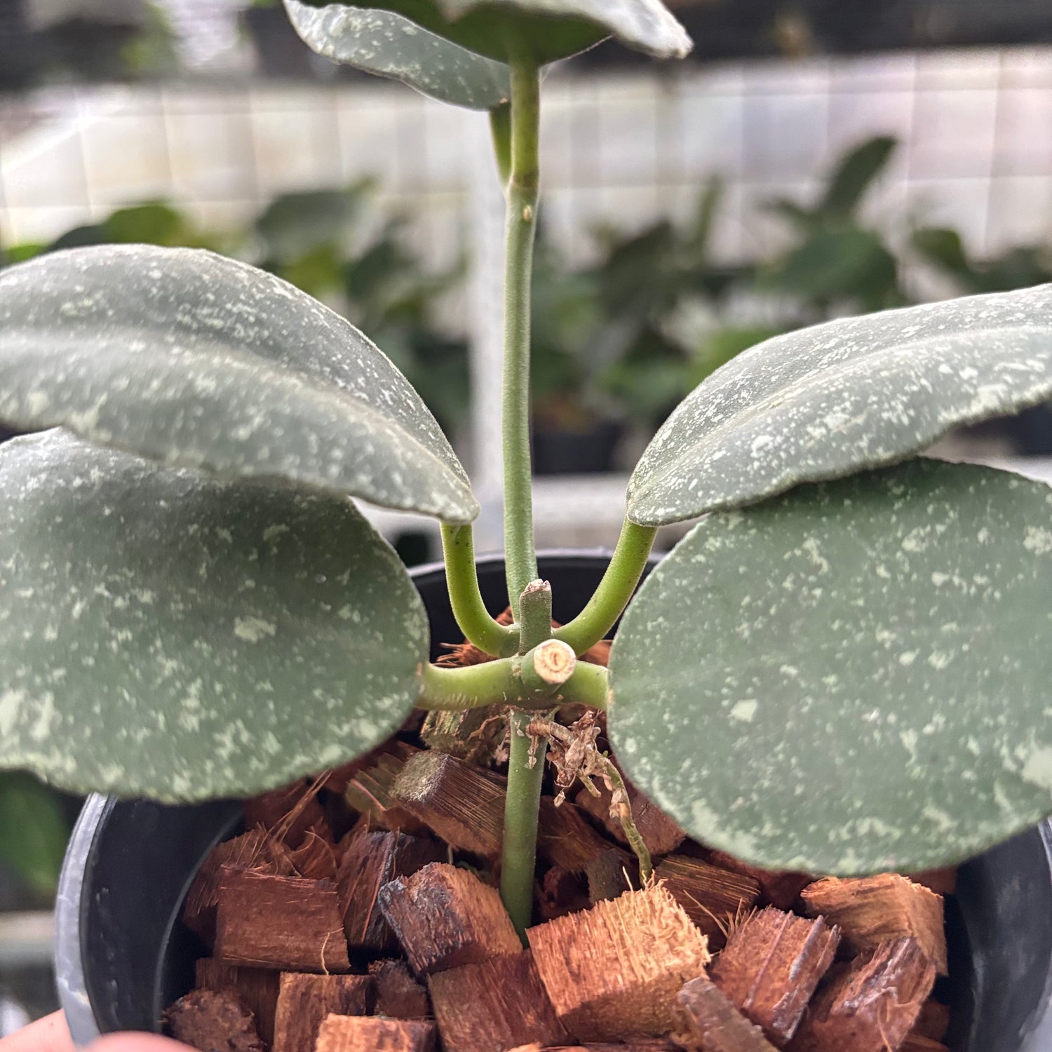 Hoya Waymaniae Splash (Realpict 14-10)