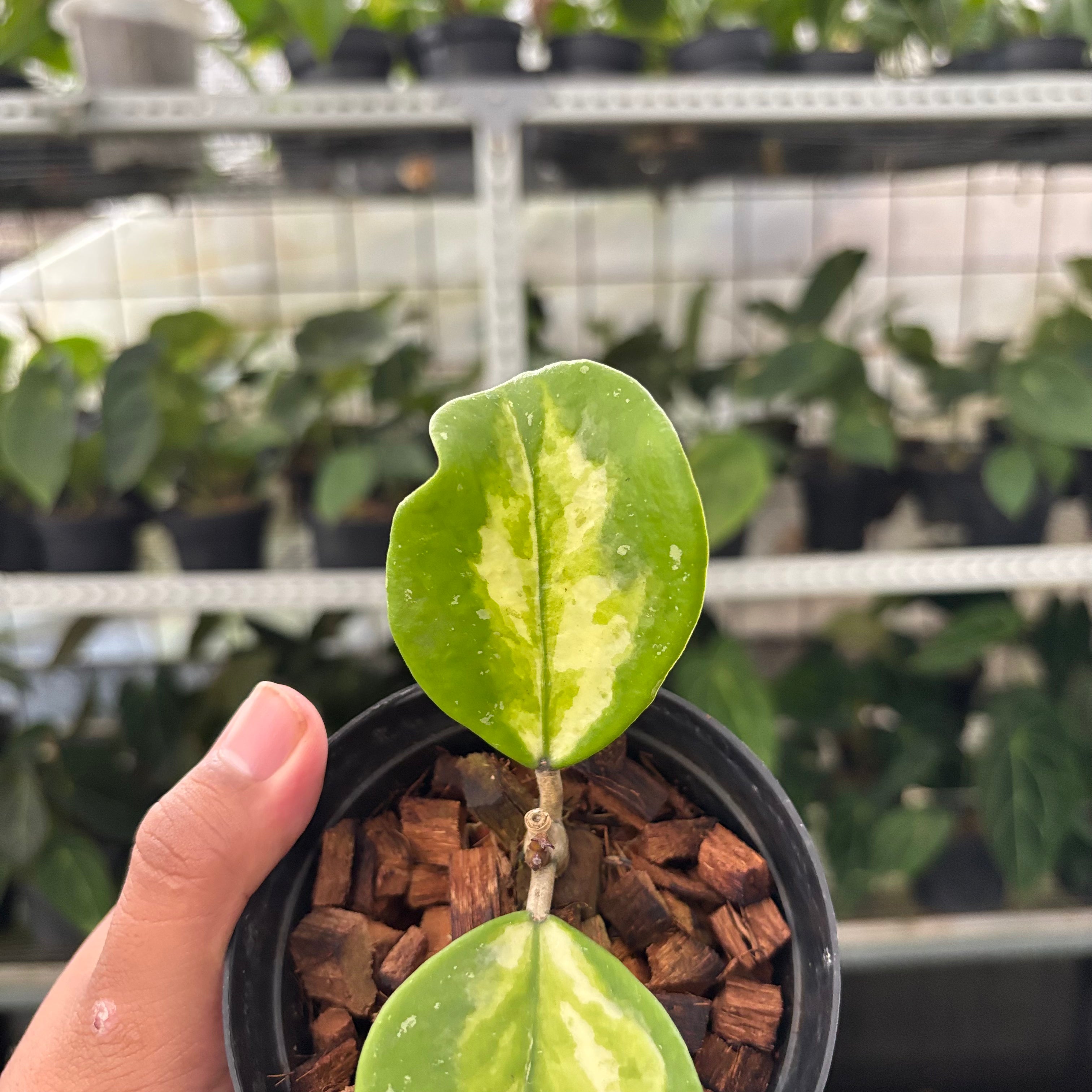 Hoya Obovata Variegated (Realpict 15-10)