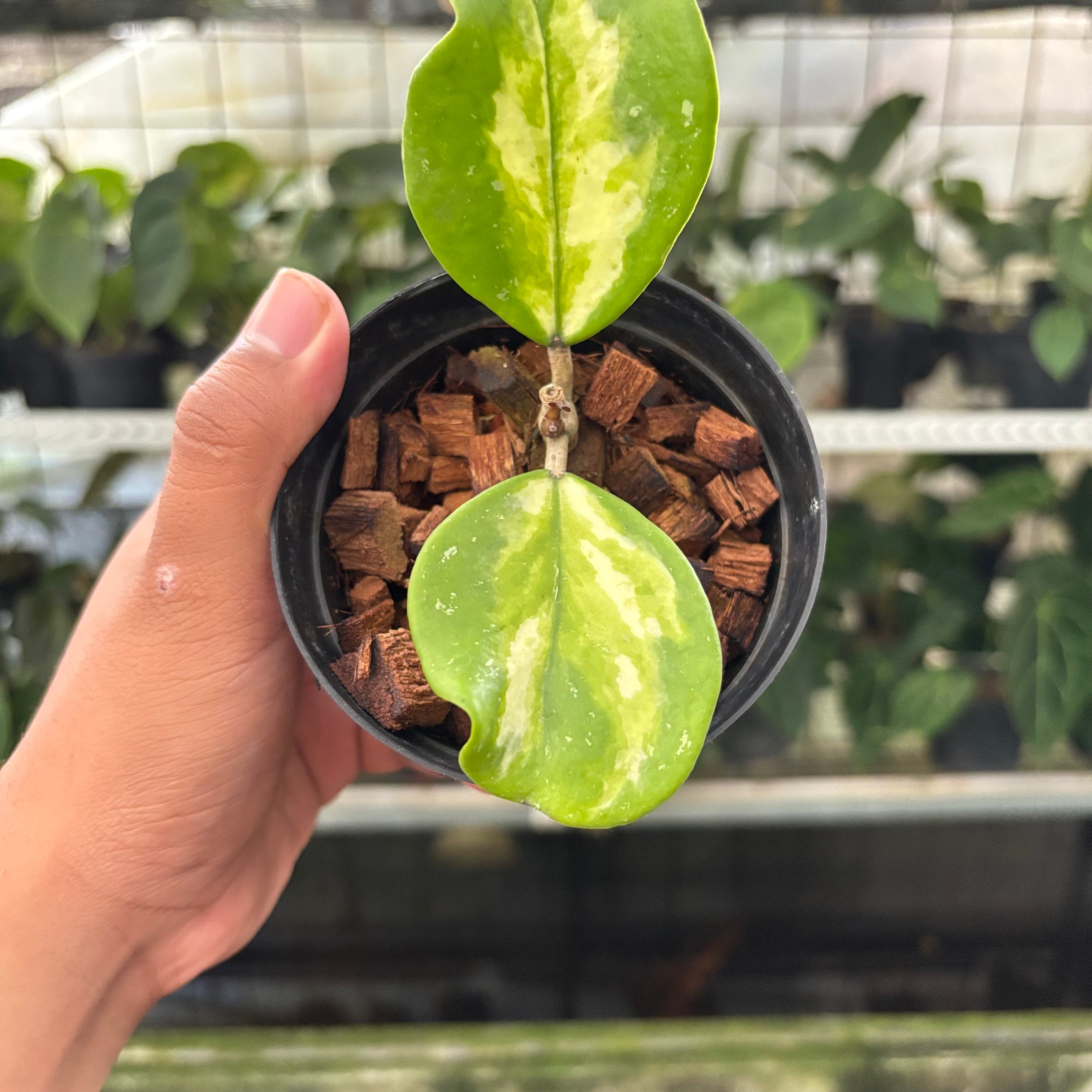 Hoya Obovata Variegated (Realpict 15-10)