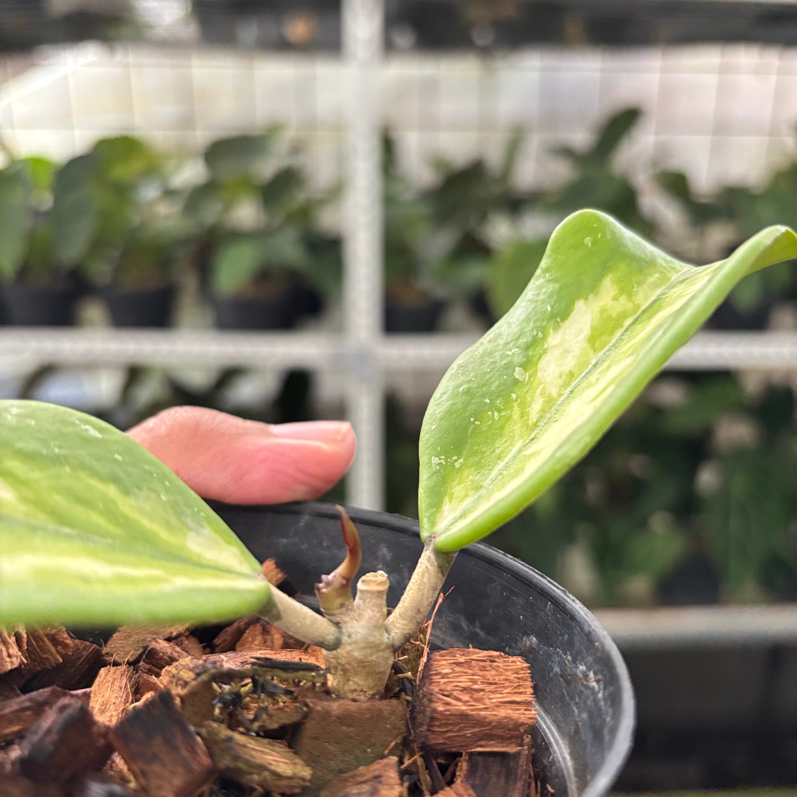 Hoya Obovata Variegated (Realpict 15-10)