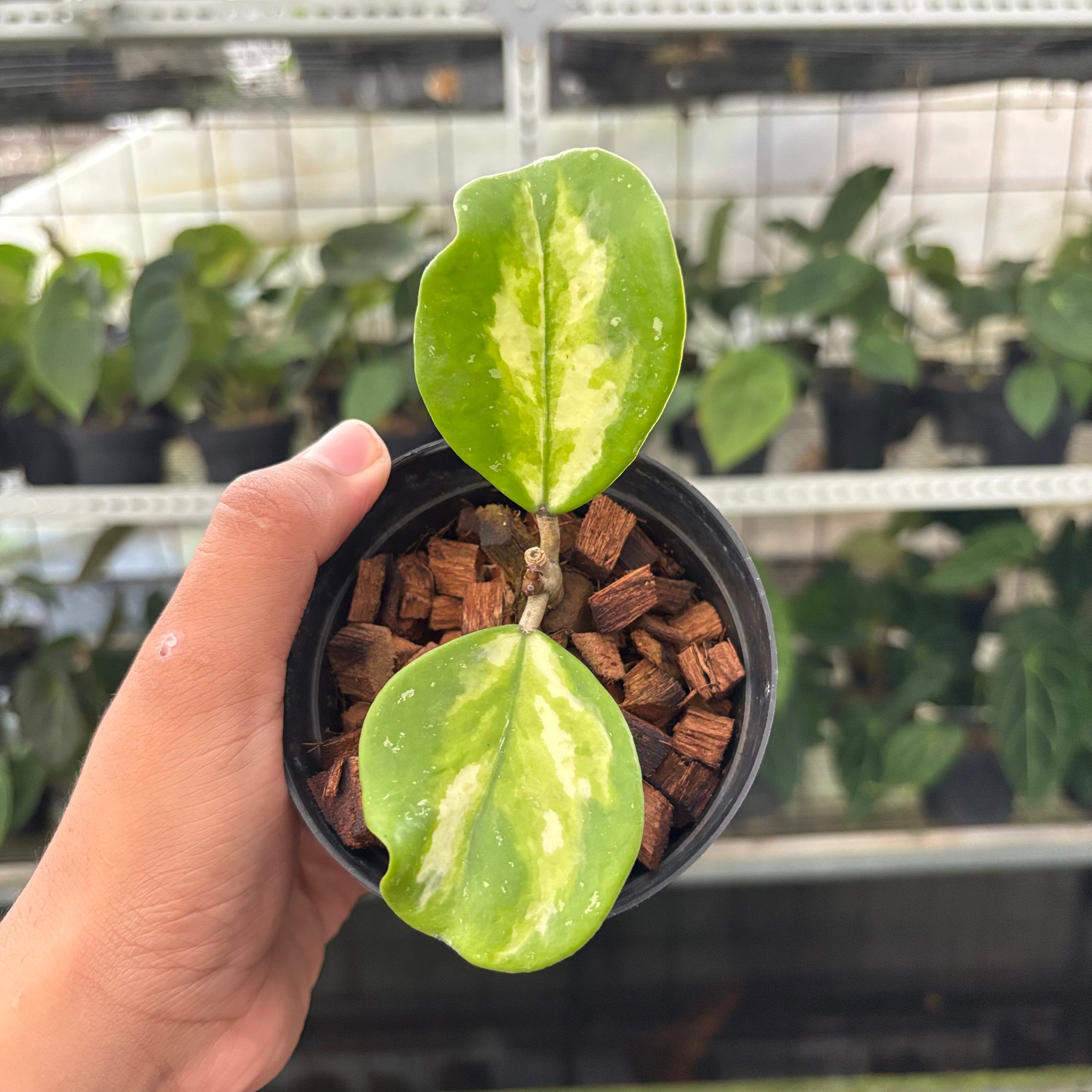 Hoya Obovata Variegated (Realpict 15-10)