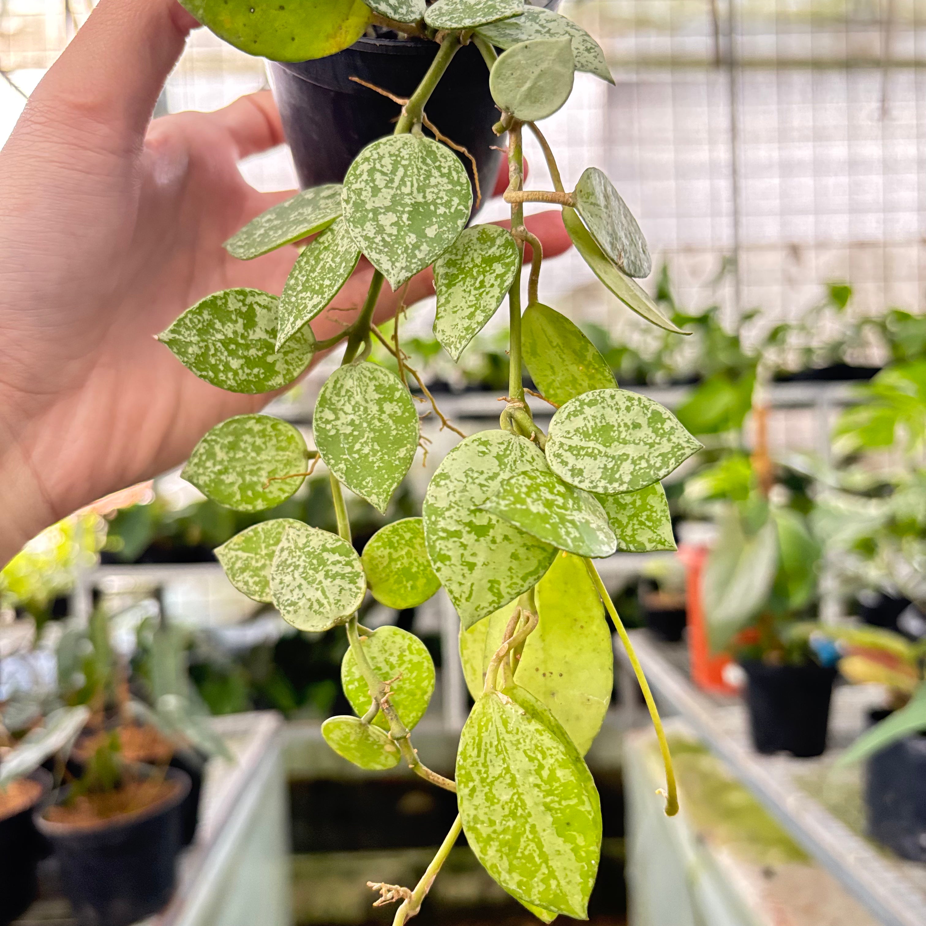 Hoya Lacunosa Silver Splash (Realpict 16-10)