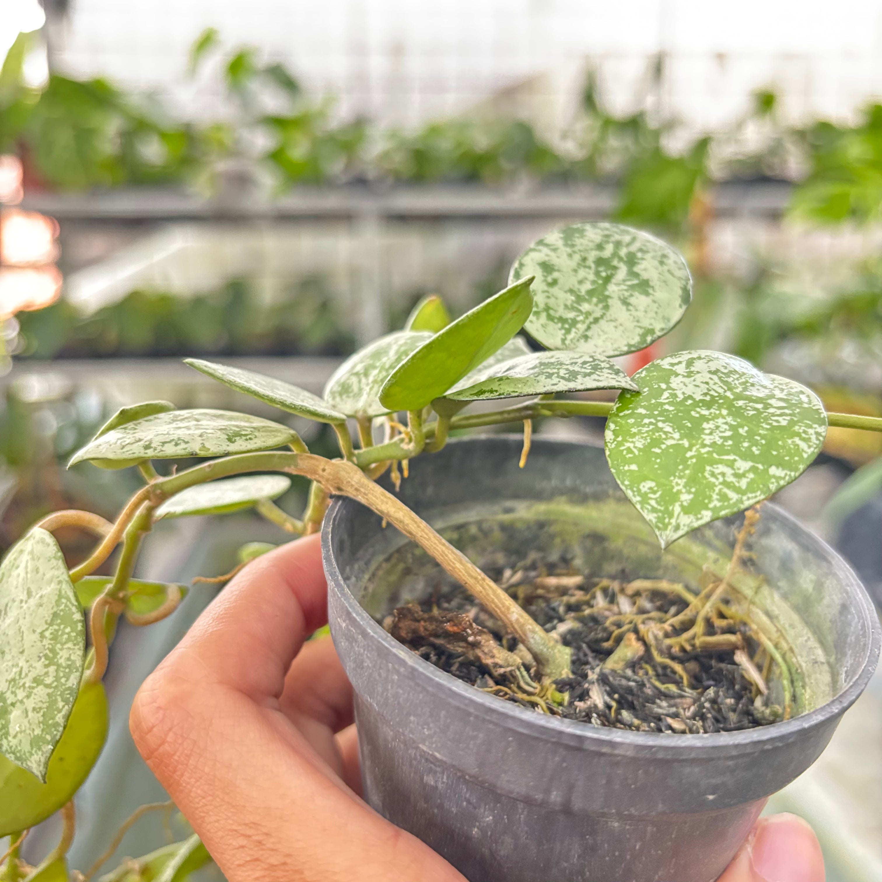 Hoya Lacunosa Silver Splash (Realpict 16-10)