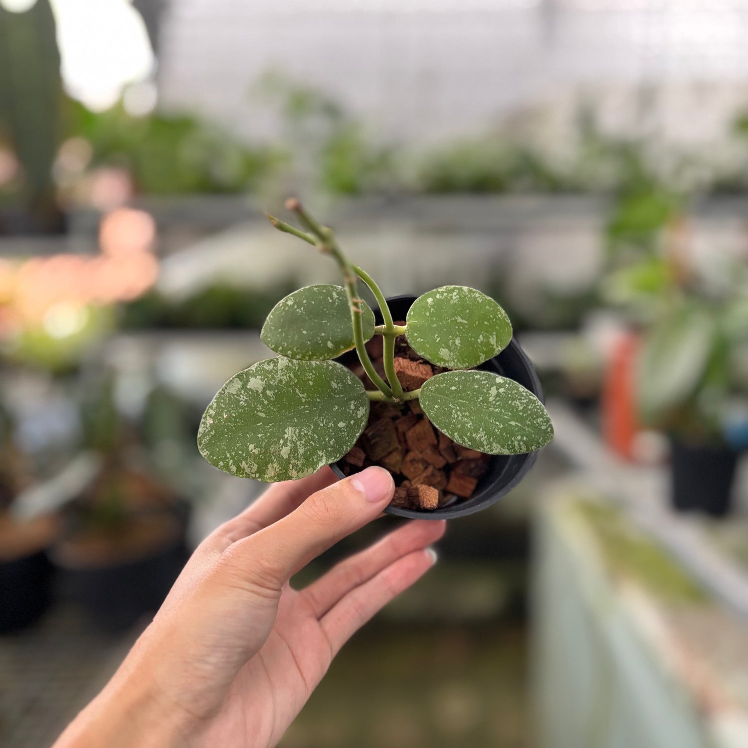 Hoya Waymaniae Splash (Realpict 17-10)