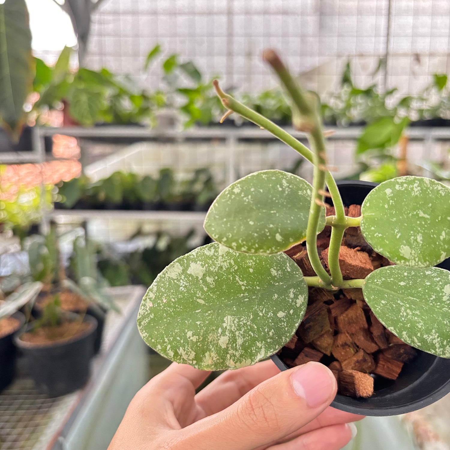 Hoya Waymaniae Splash (Realpict 17-10)