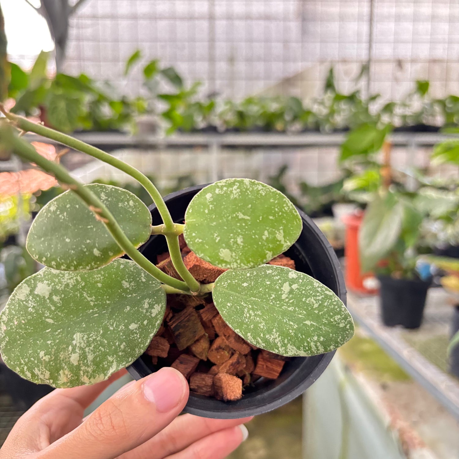 Hoya Waymaniae Splash (Realpict 17-10)