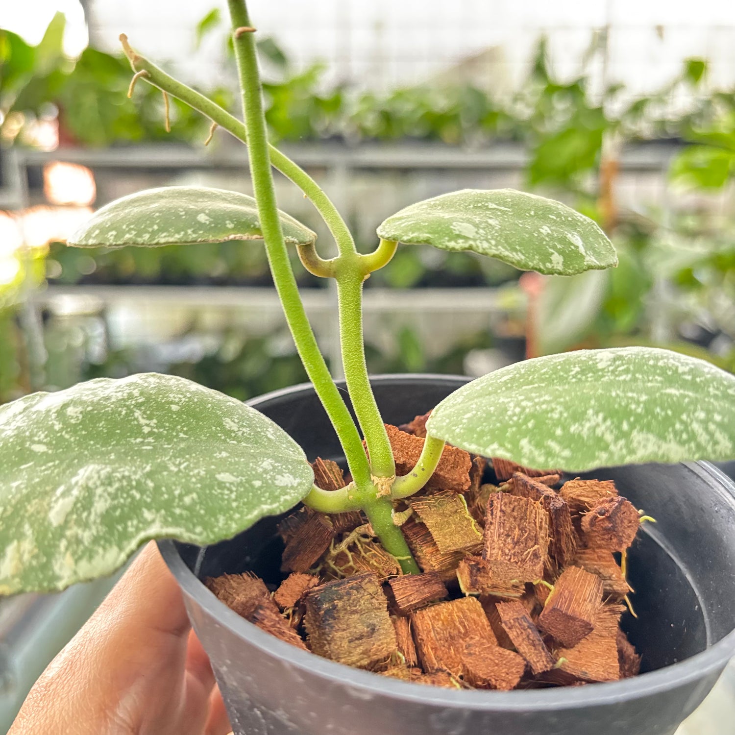 Hoya Waymaniae Splash (Realpict 17-10)