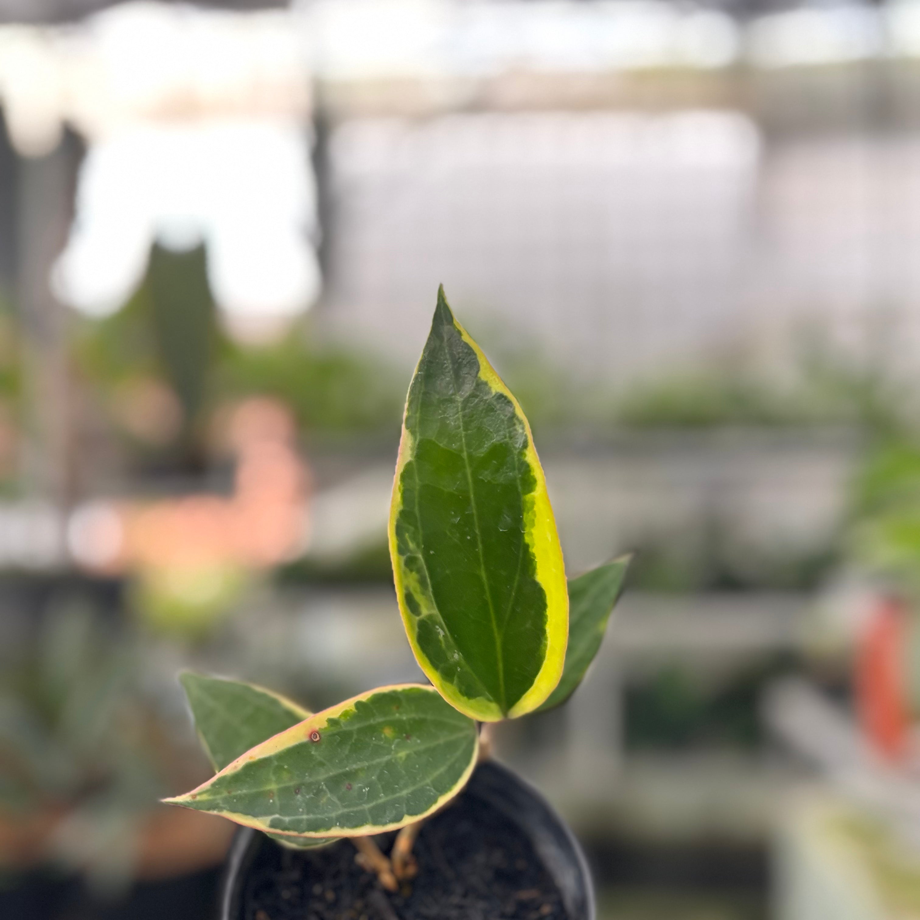Hoya Macrophylla Variegated (Realpict 18-10)