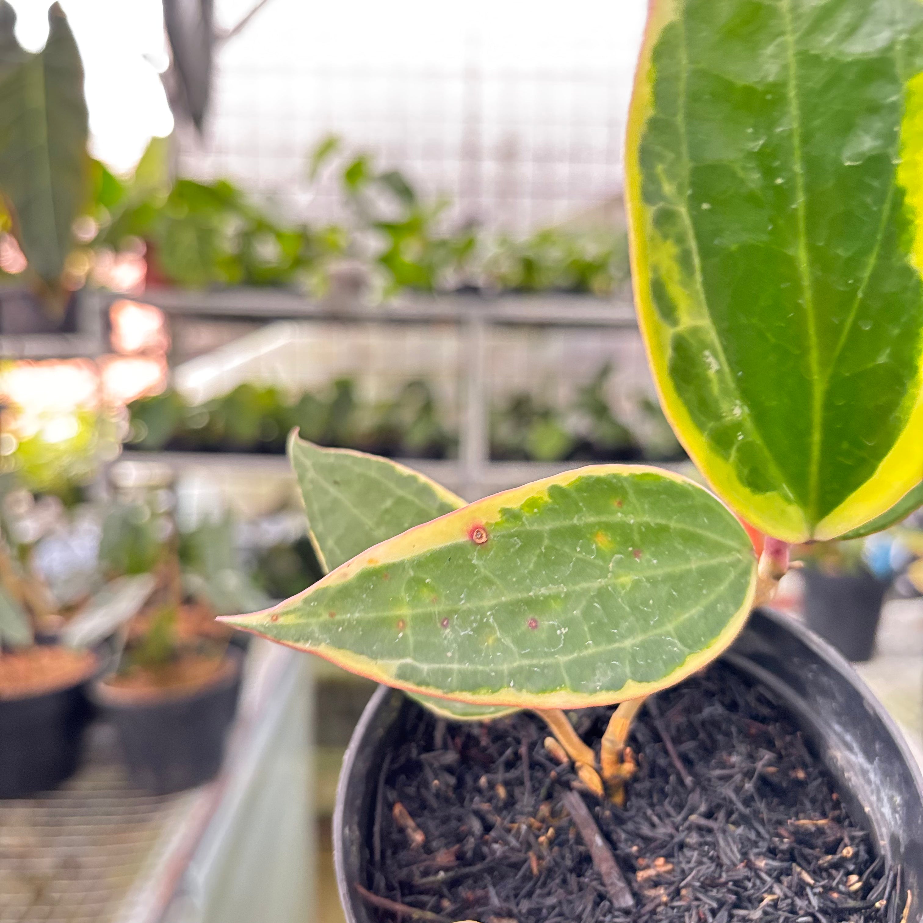 Hoya Macrophylla Variegated (Realpict 18-10)