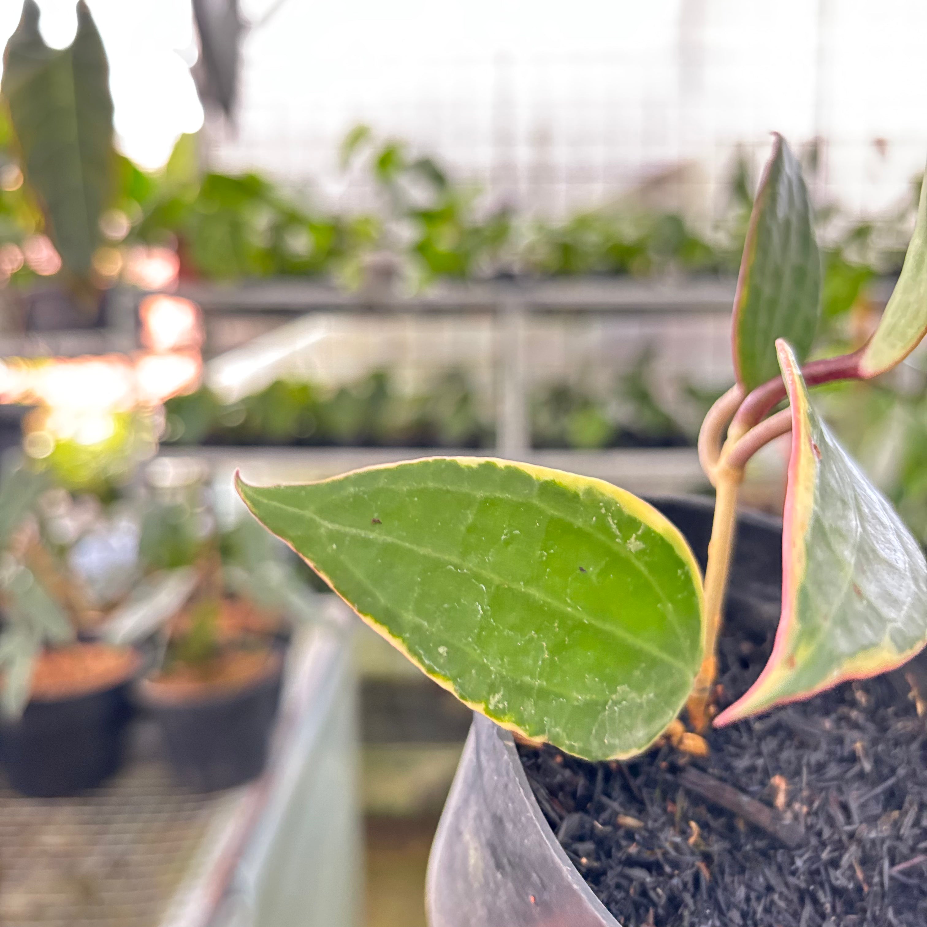 Hoya Macrophylla Variegated (Realpict 18-10)