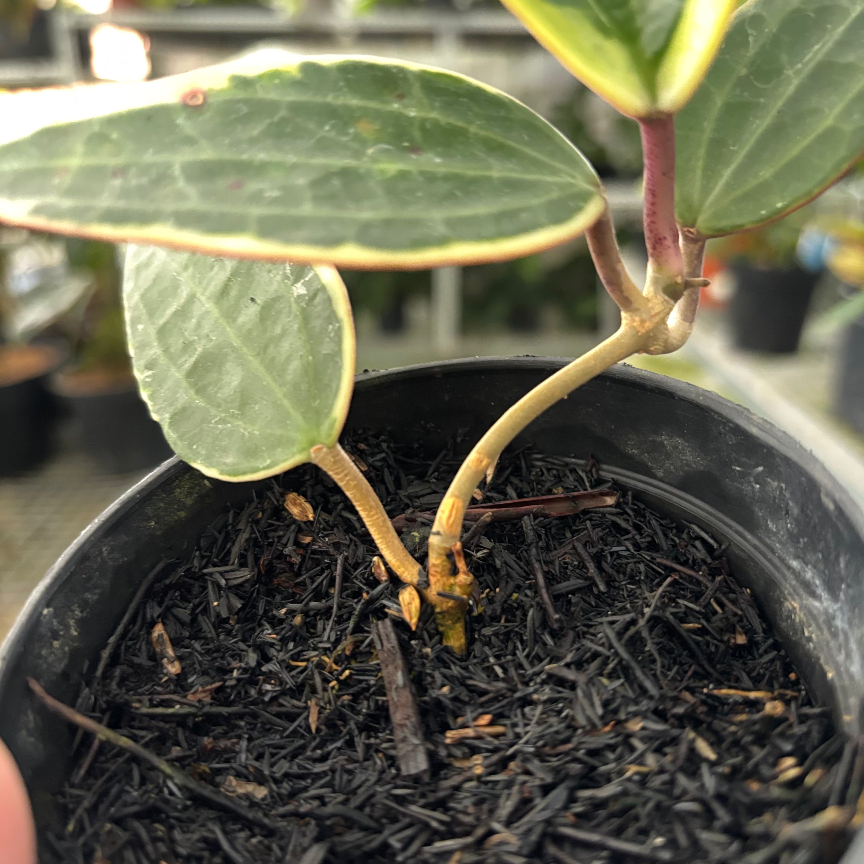 Hoya Macrophylla Variegated (Realpict 18-10)