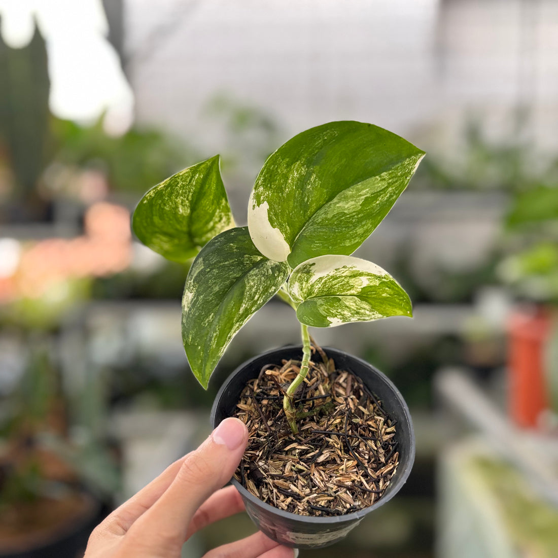 Scindapsus Jade Satin Variegated (Realpict 19-10)