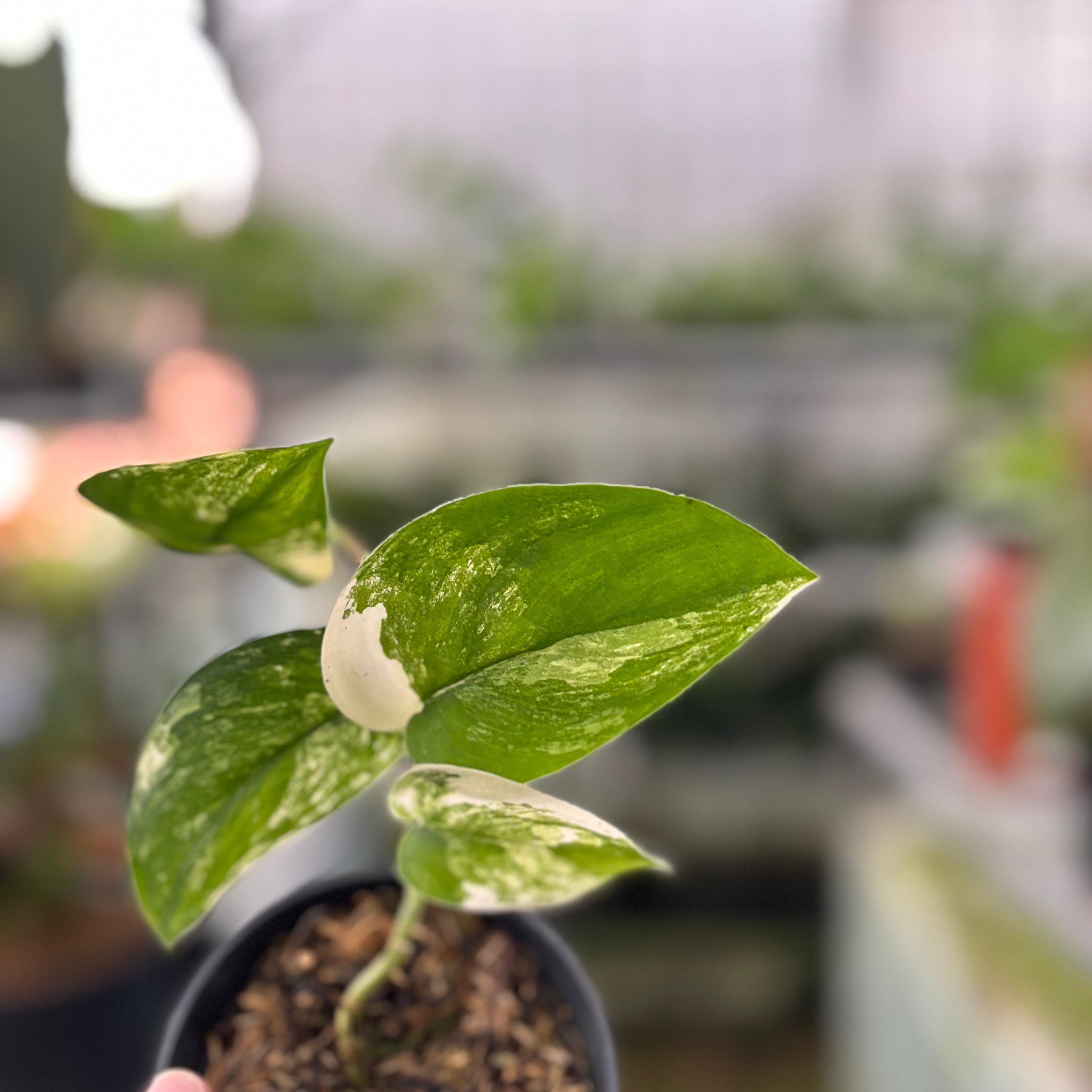 Scindapsus Jade Satin Variegated (Realpict 19-10)