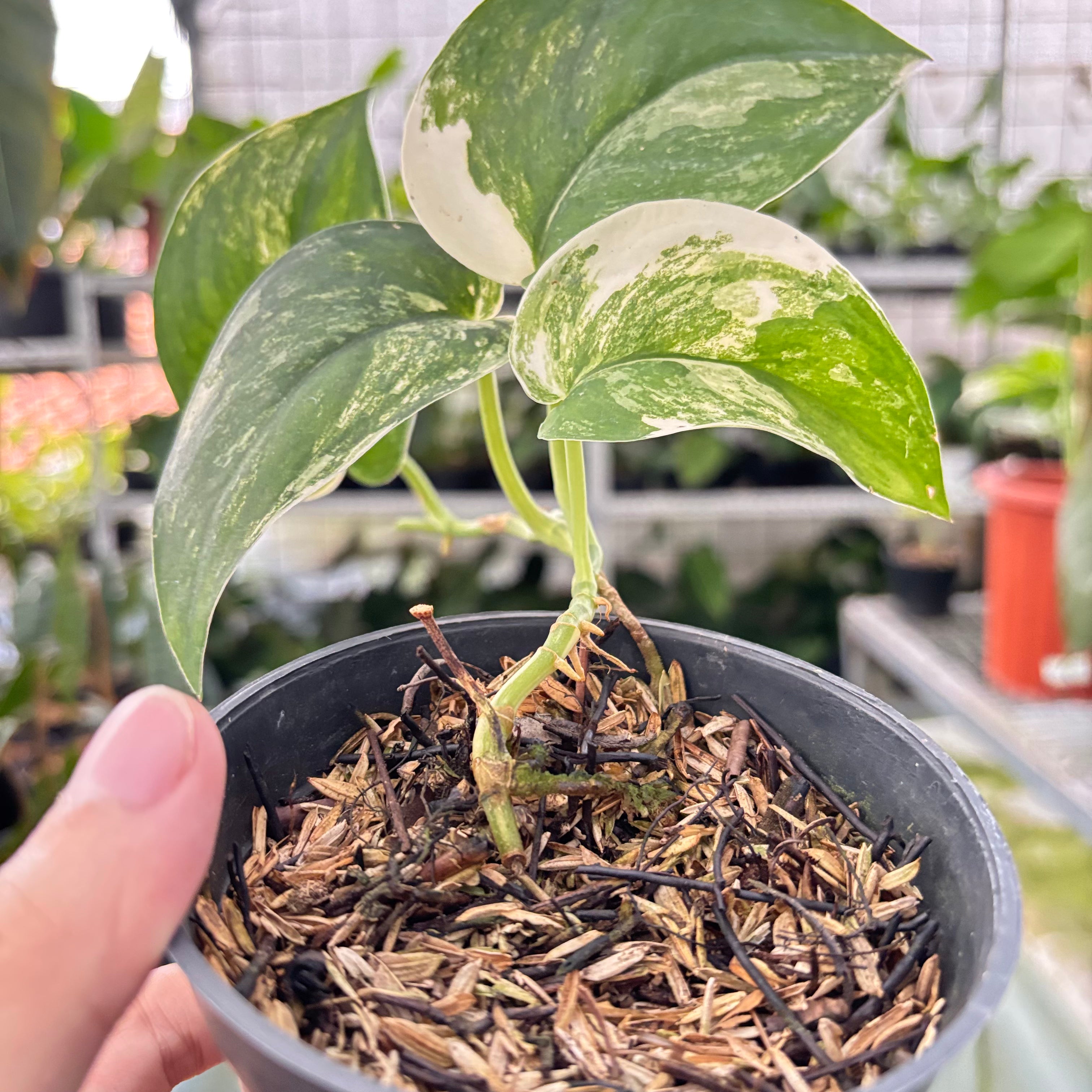 Scindapsus Jade Satin Variegated (Realpict 19-10)